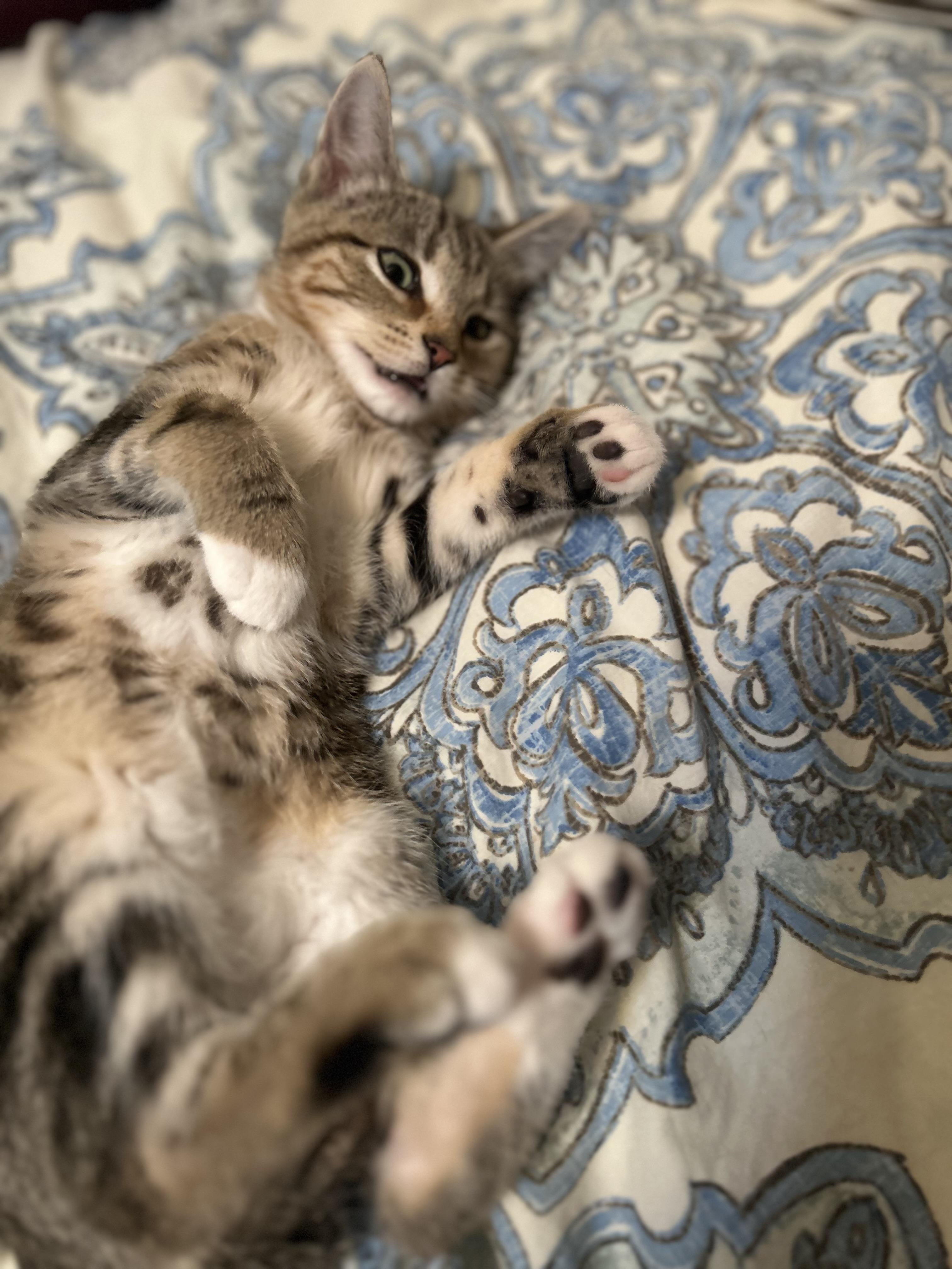 Enlarge Luna, a Adoptable Domestic Short Hair in Charlotte, NC image 4/5