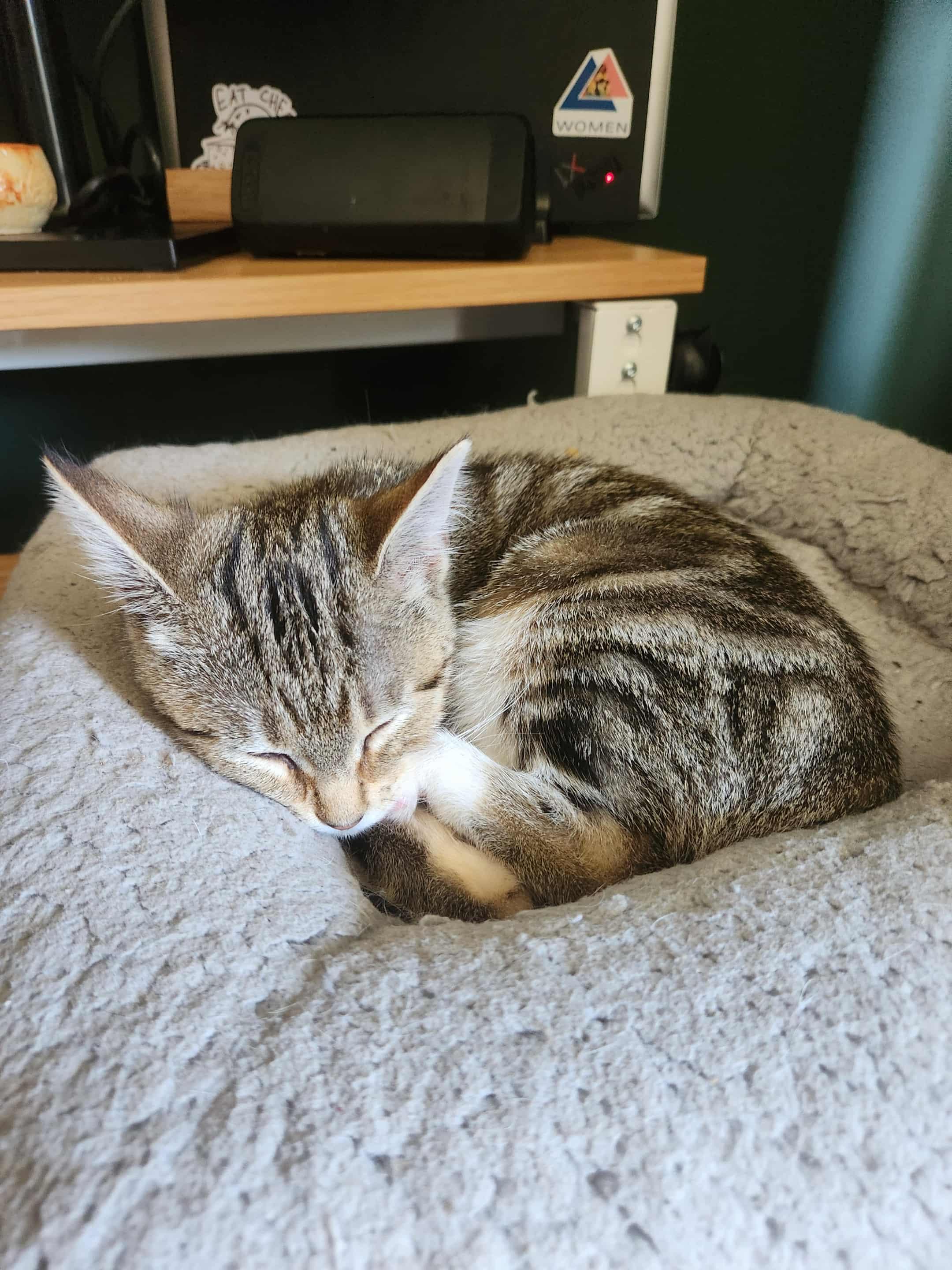 Enlarge Luna, a Adoptable Domestic Short Hair in Charlotte, NC image 3/5