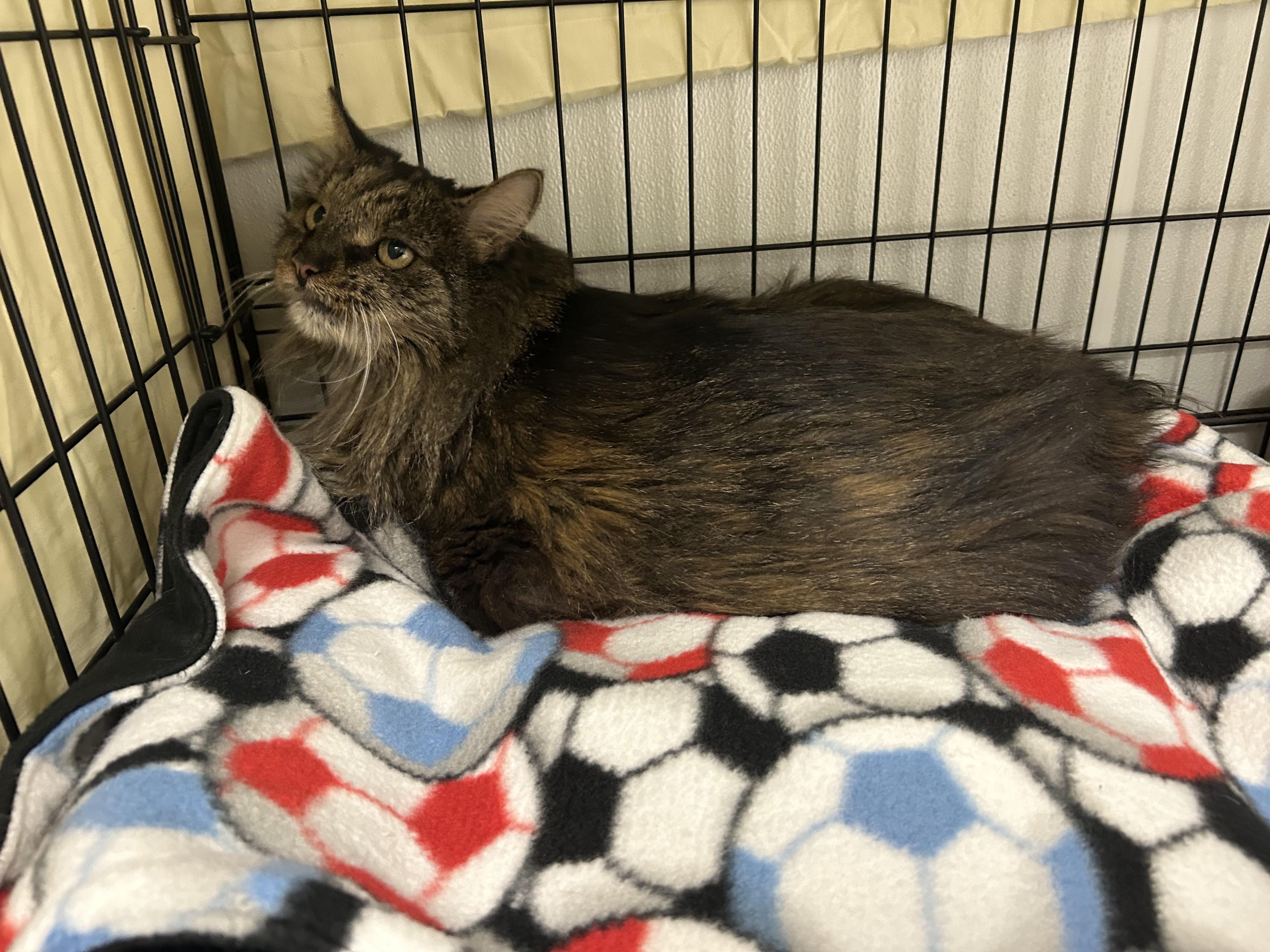 Ivy, Adoptable, Senior Female Domestic Long Hair.