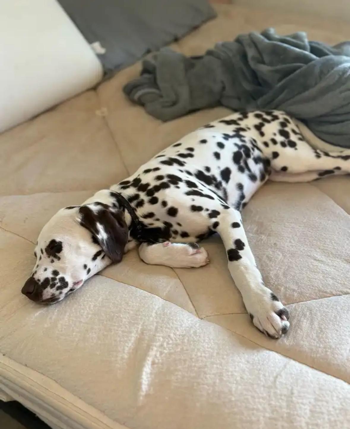 Barbie-ADOPTION PENDING, an adopted Dalmatian in San Diego, CA image 3/6