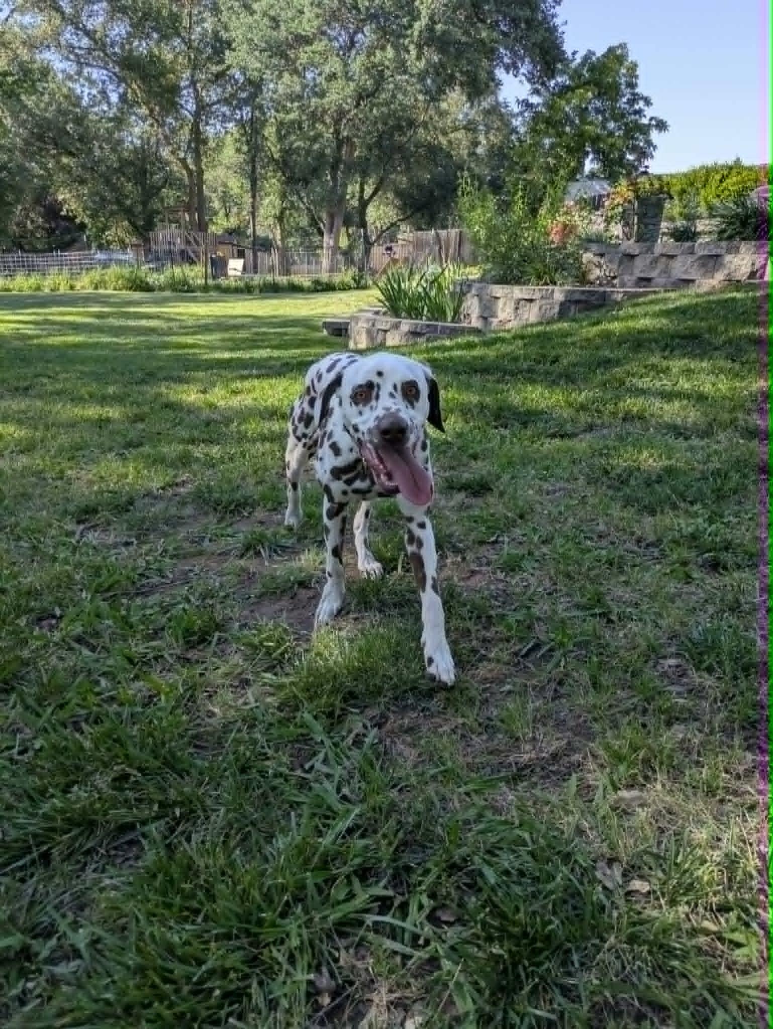 Barbie-ADOPTION PENDING, an adopted Dalmatian in San Diego, CA image 5/6
