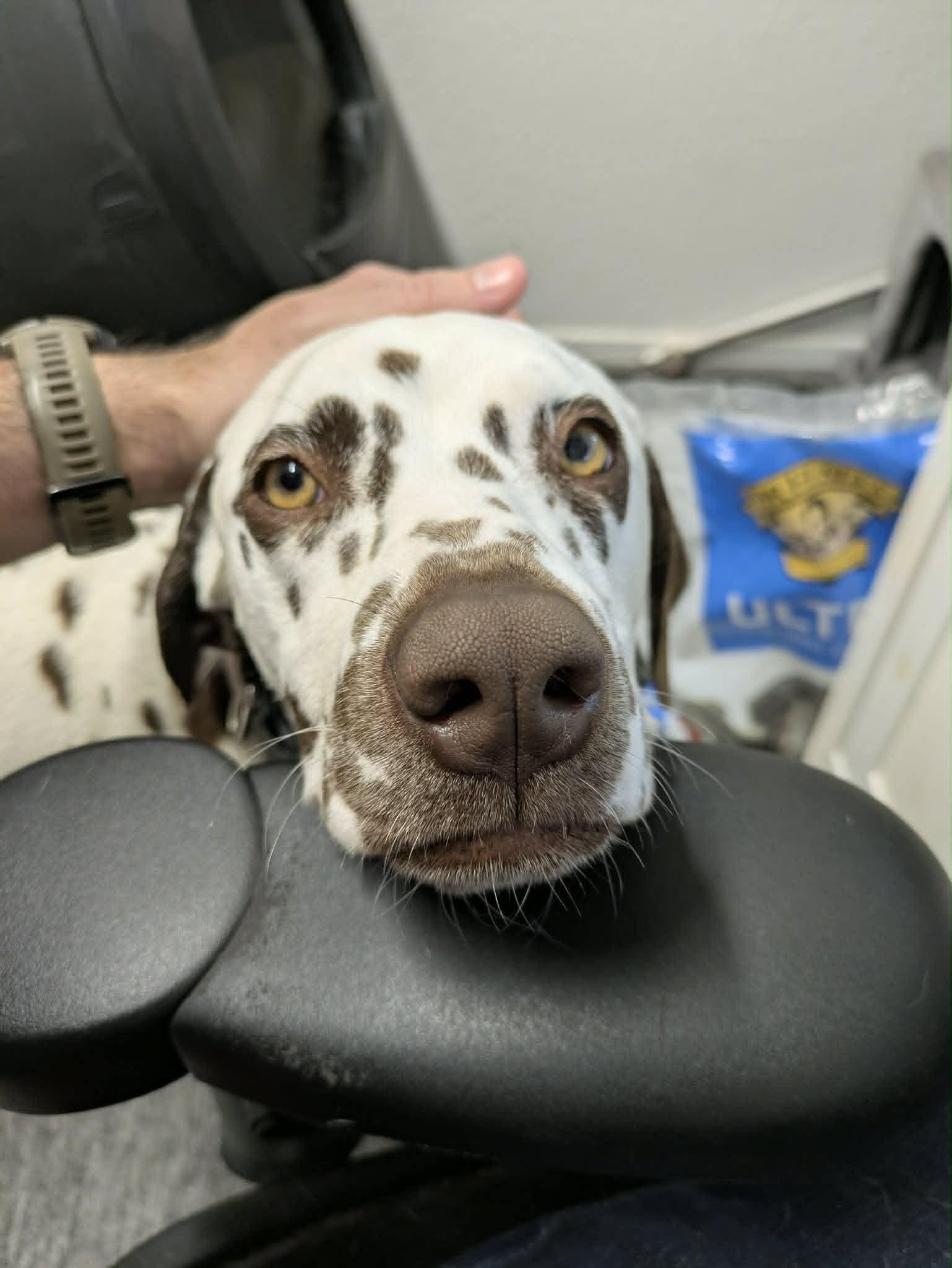 Barbie-ADOPTION PENDING, an adopted Dalmatian in San Diego, CA image 1/6