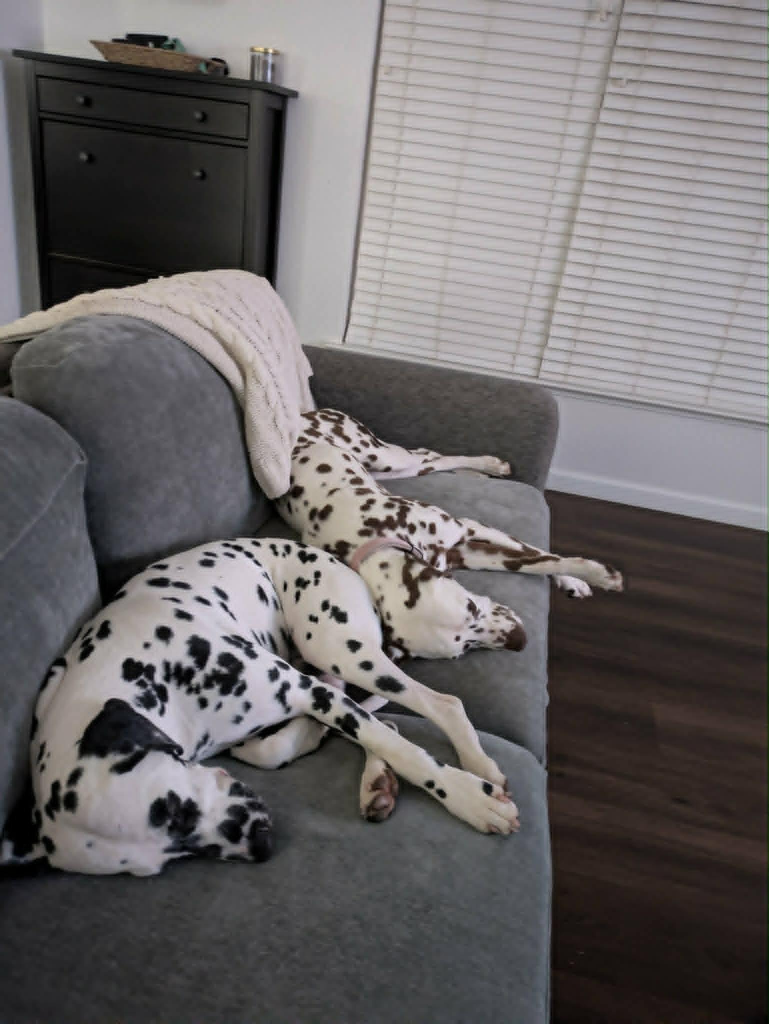 Barbie-ADOPTION PENDING, an adopted Dalmatian in San Diego, CA image 6/6