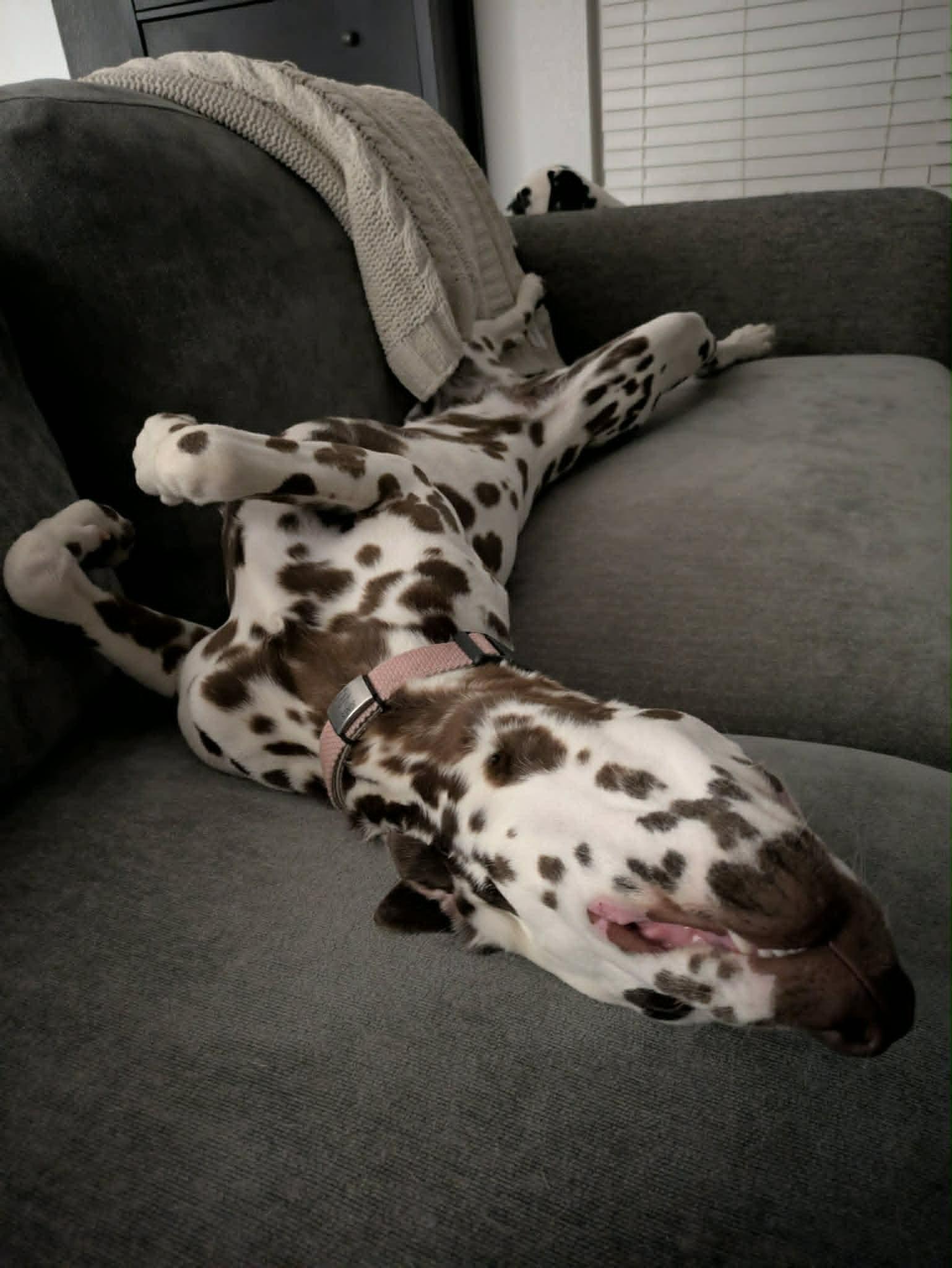 Barbie-ADOPTION PENDING, an adopted Dalmatian in San Diego, CA image 4/6