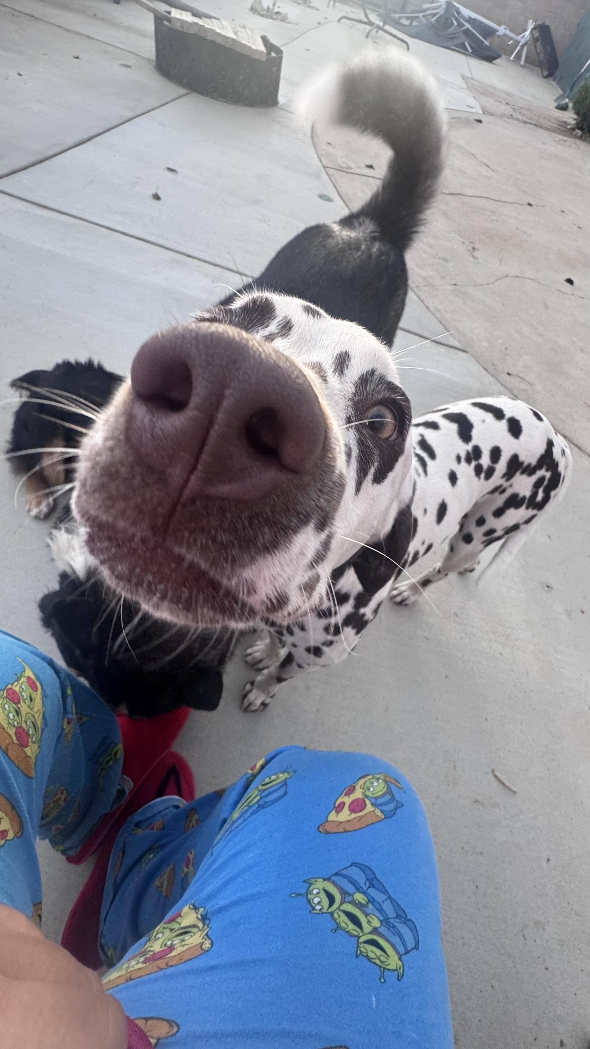 Barbie-ADOPTION PENDING, an adopted Dalmatian in San Diego, CA image 2/6