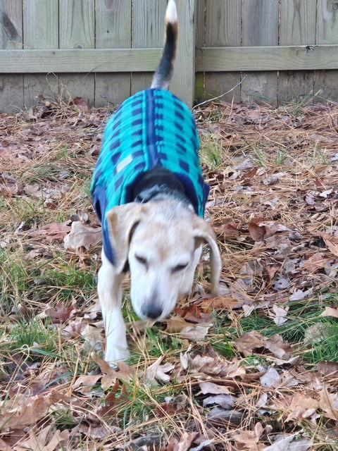 Benny, Adoptable, Senior Male Beagle.