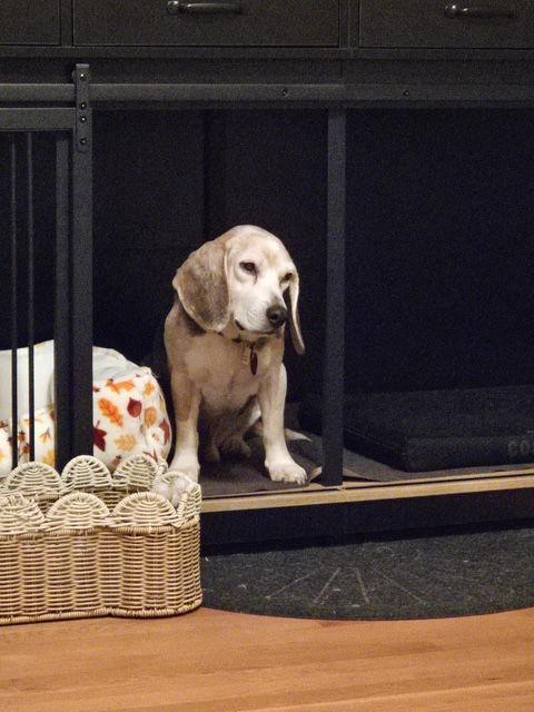 Benny, a Adoptable Beagle in Richmond, VA image 3/3