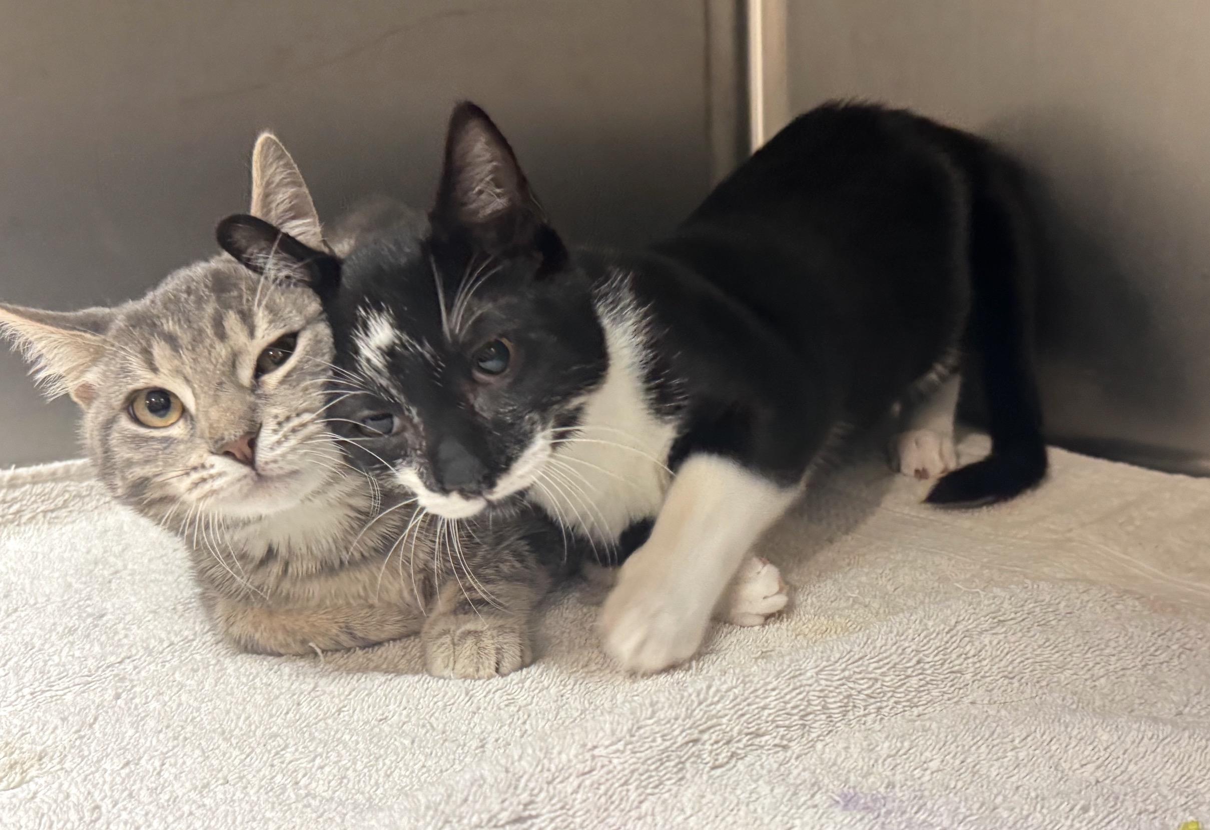 Enlarge Toby and Auggie (bonded pair), a Adopted Domestic Short Hair in Savannah, GA image 4/6