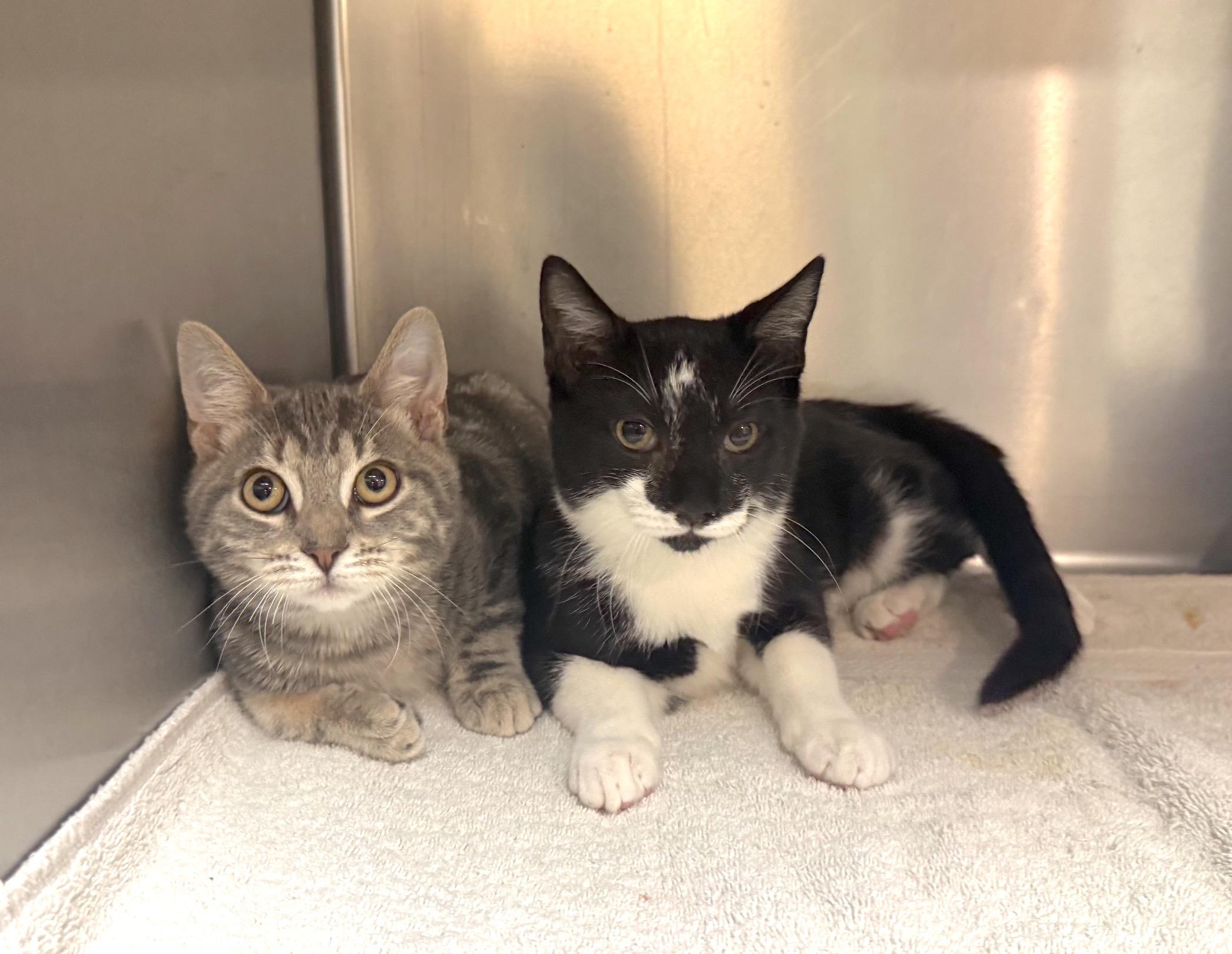 Enlarge Toby and Auggie (bonded pair), a Adopted Domestic Short Hair in Savannah, GA image 1/6