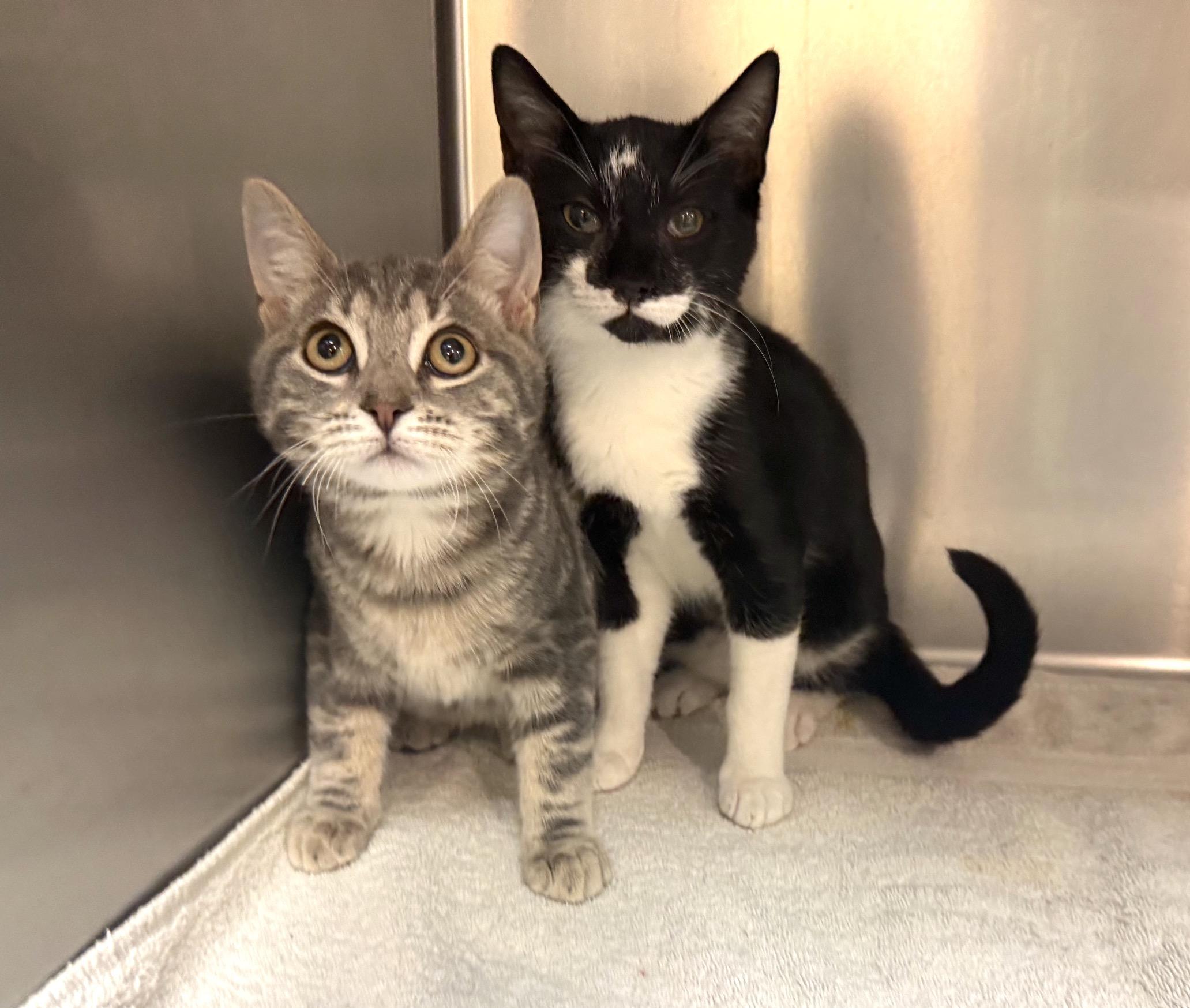 Enlarge Toby and Auggie (bonded pair), a Adopted Domestic Short Hair in Savannah, GA image 5/6