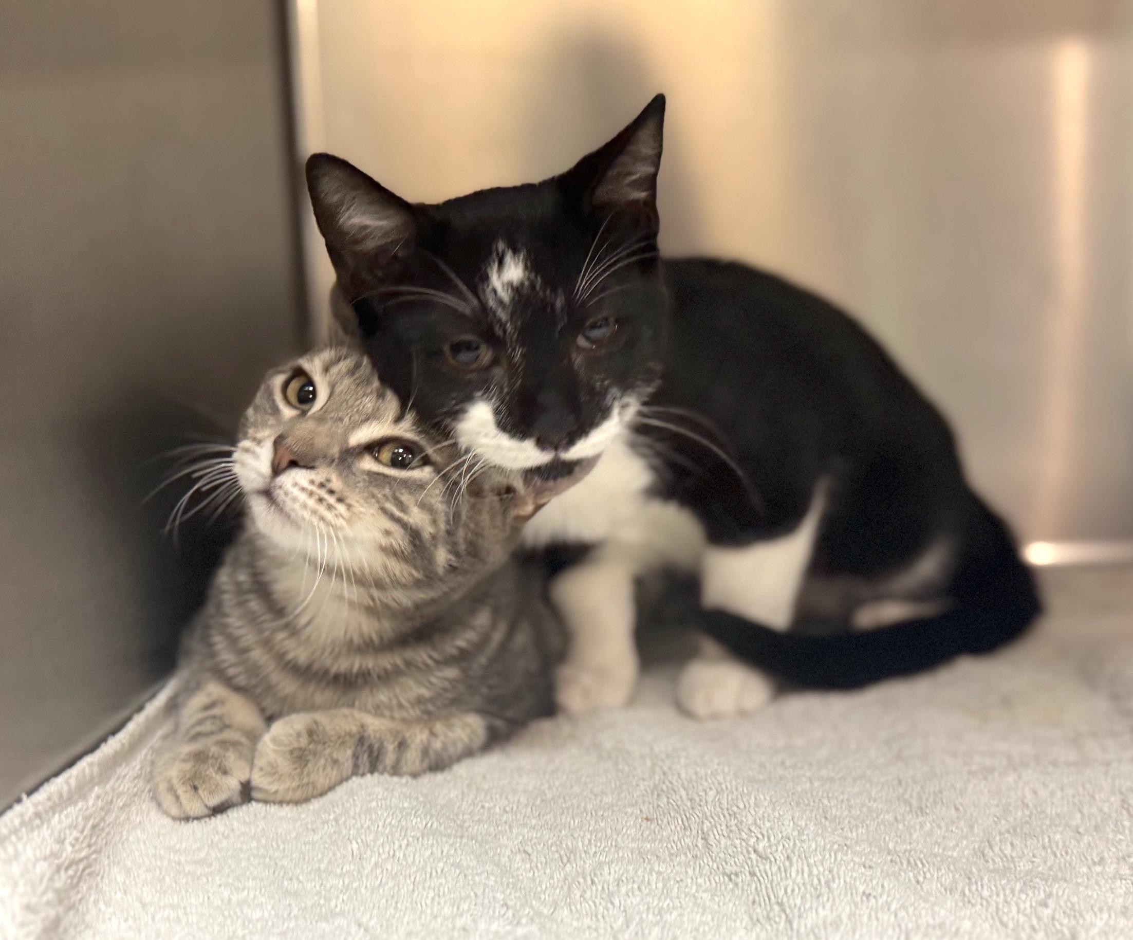 Enlarge Toby and Auggie (bonded pair), a Adopted Domestic Short Hair in Savannah, GA image 3/6