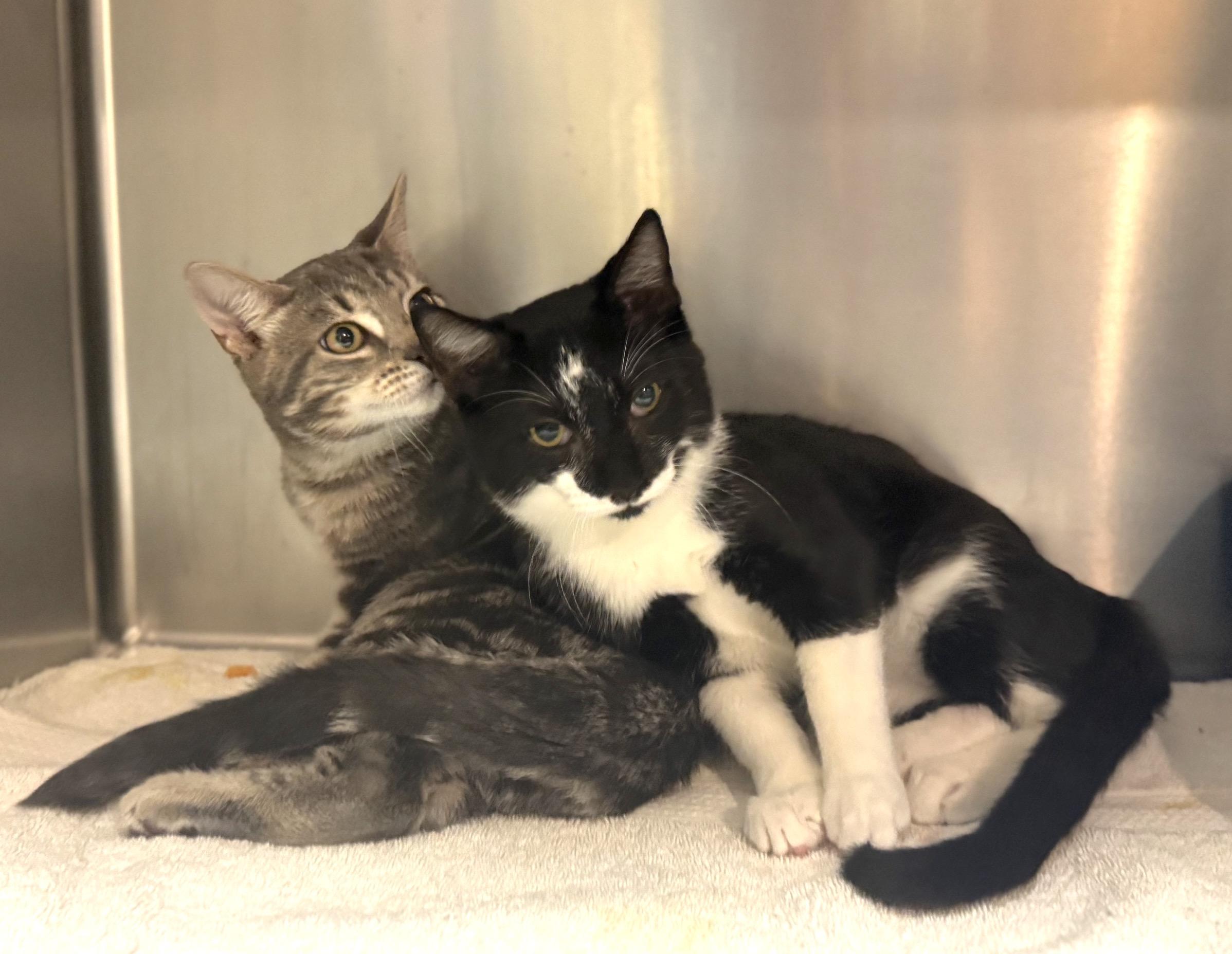 Enlarge Toby and Auggie (bonded pair), a Adopted Domestic Short Hair in Savannah, GA image 2/6