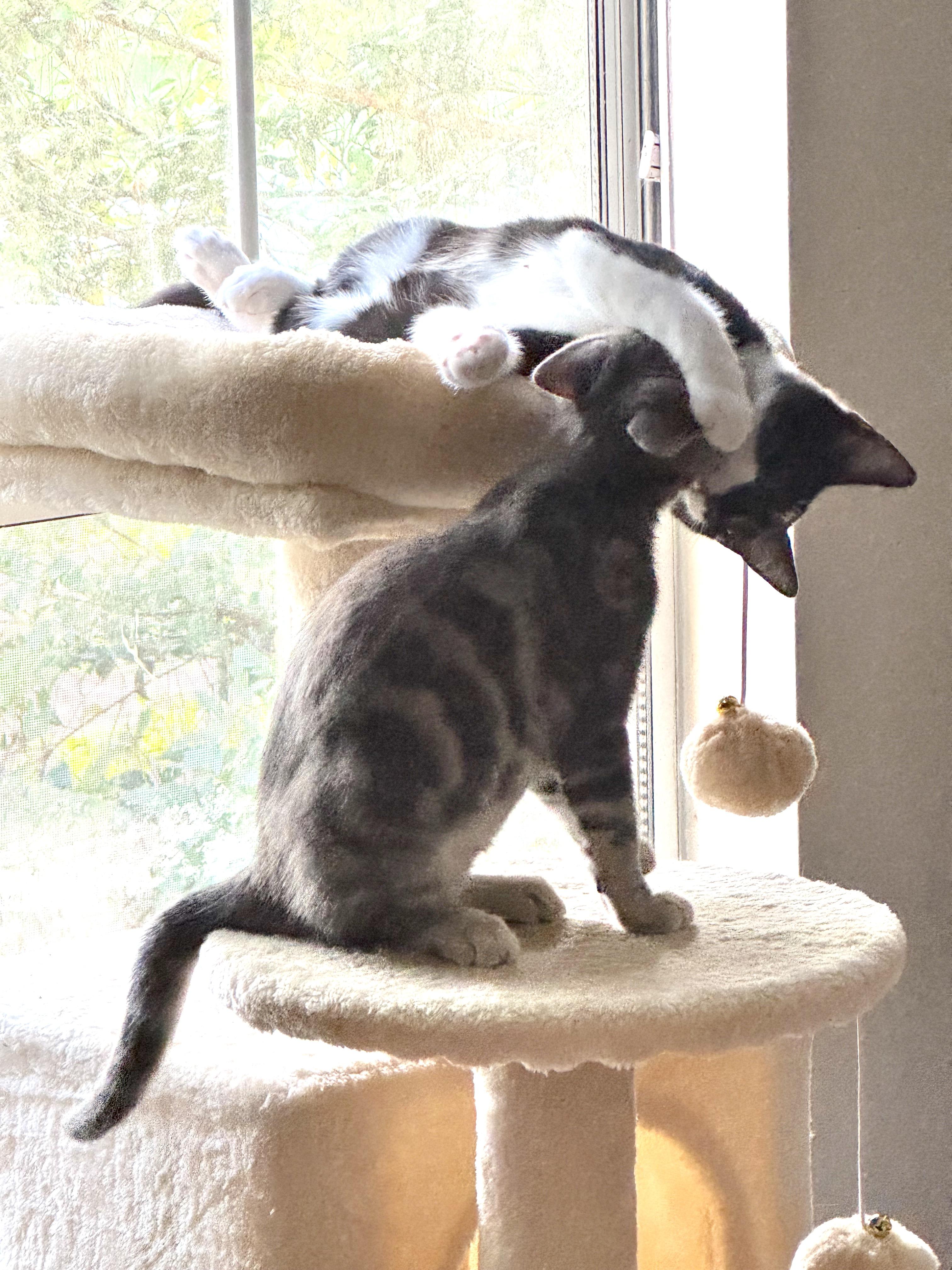 Enlarge Toby and Auggie (bonded pair), a Adopted Domestic Short Hair in Savannah, GA image 6/6