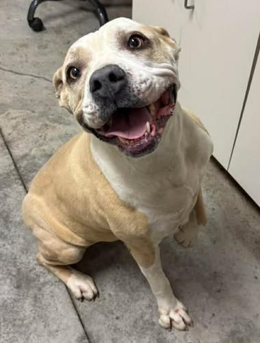 June, Adoptable, Adult Female American Bulldog & Mixed Breed.