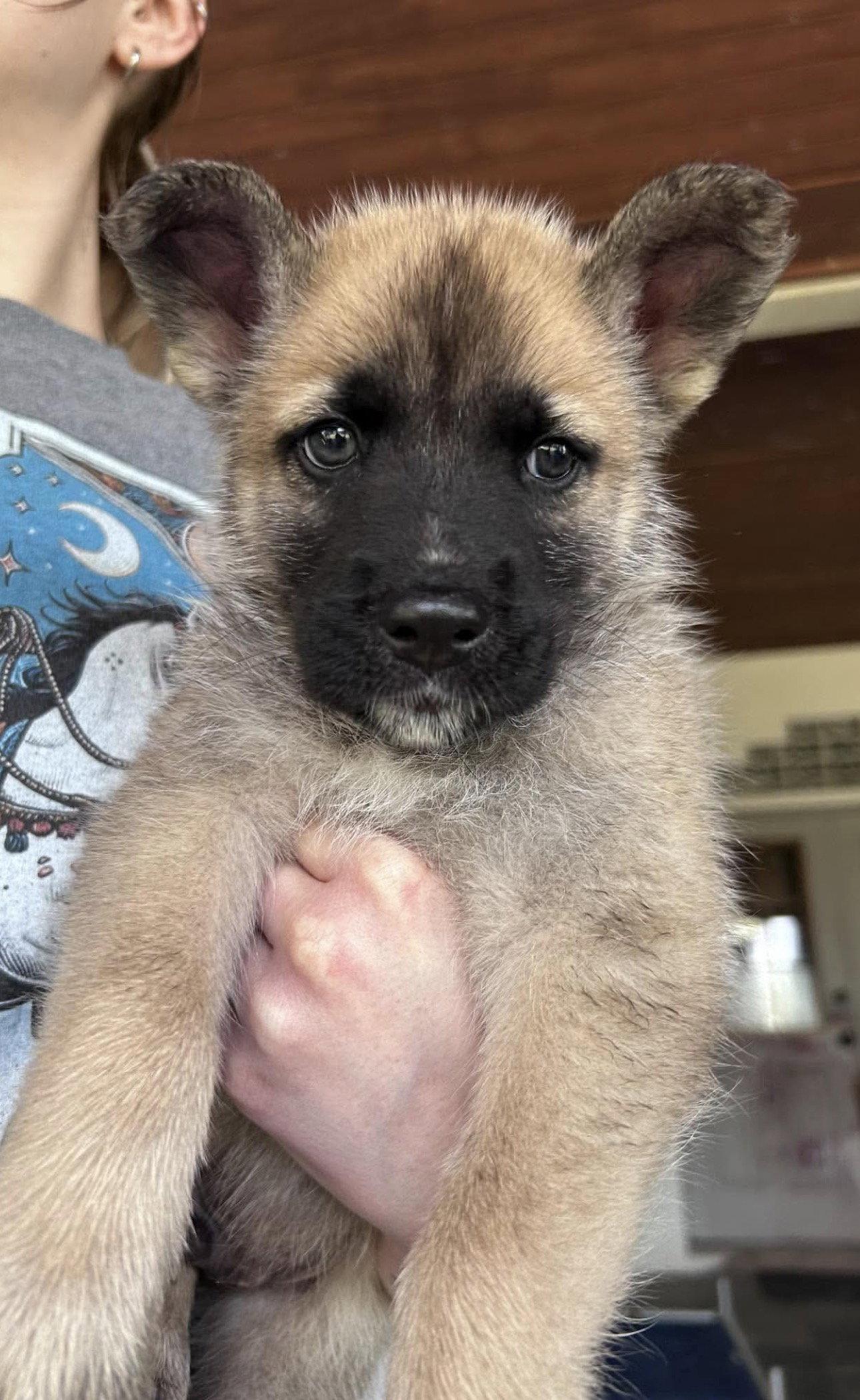 *Maxim, Adoptable, Puppy Male German Shepherd Dog.