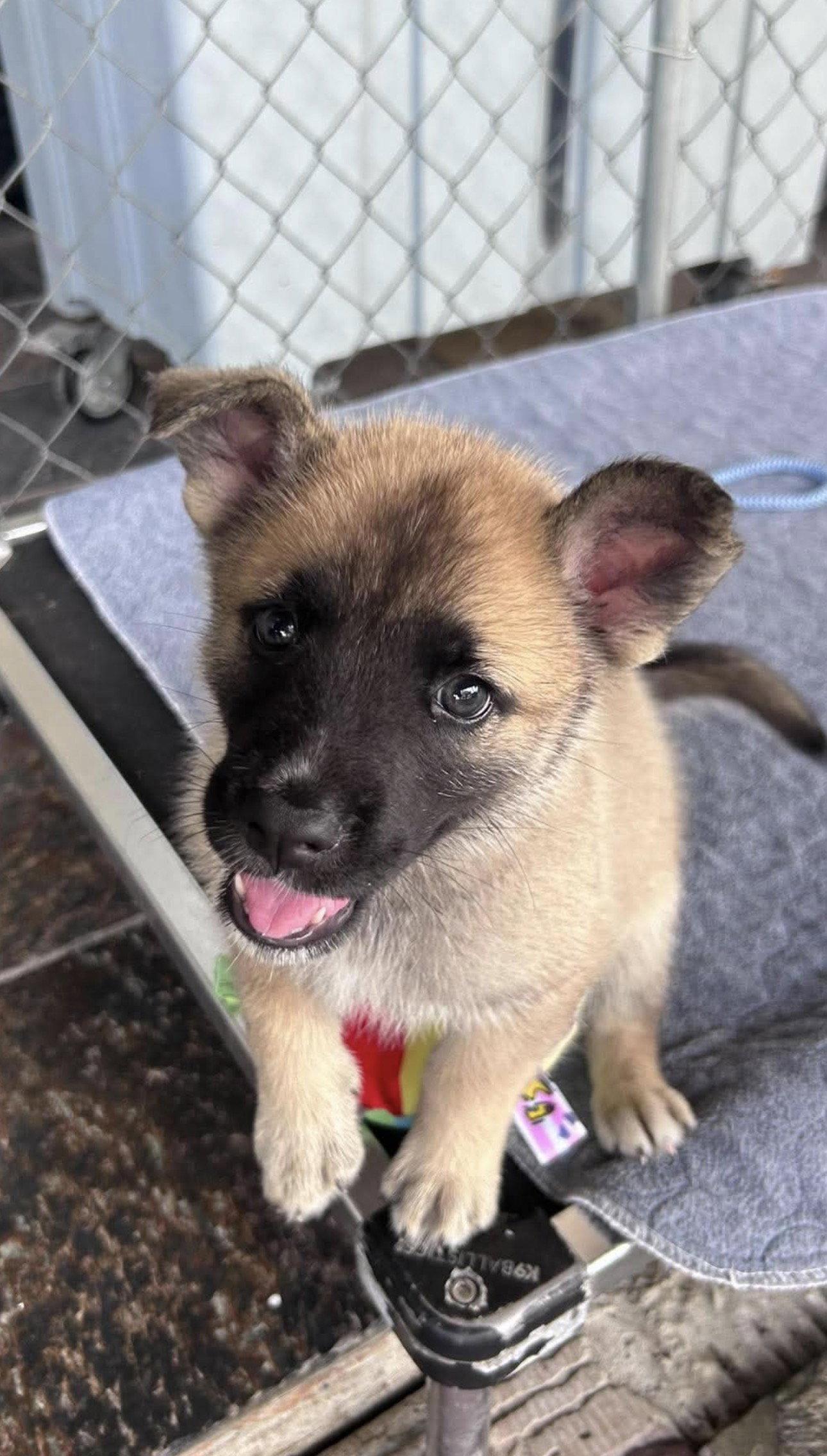 Enlarge *Maxim, a Adoptable German Shepherd Dog in Fort Worth, TX image 2/2