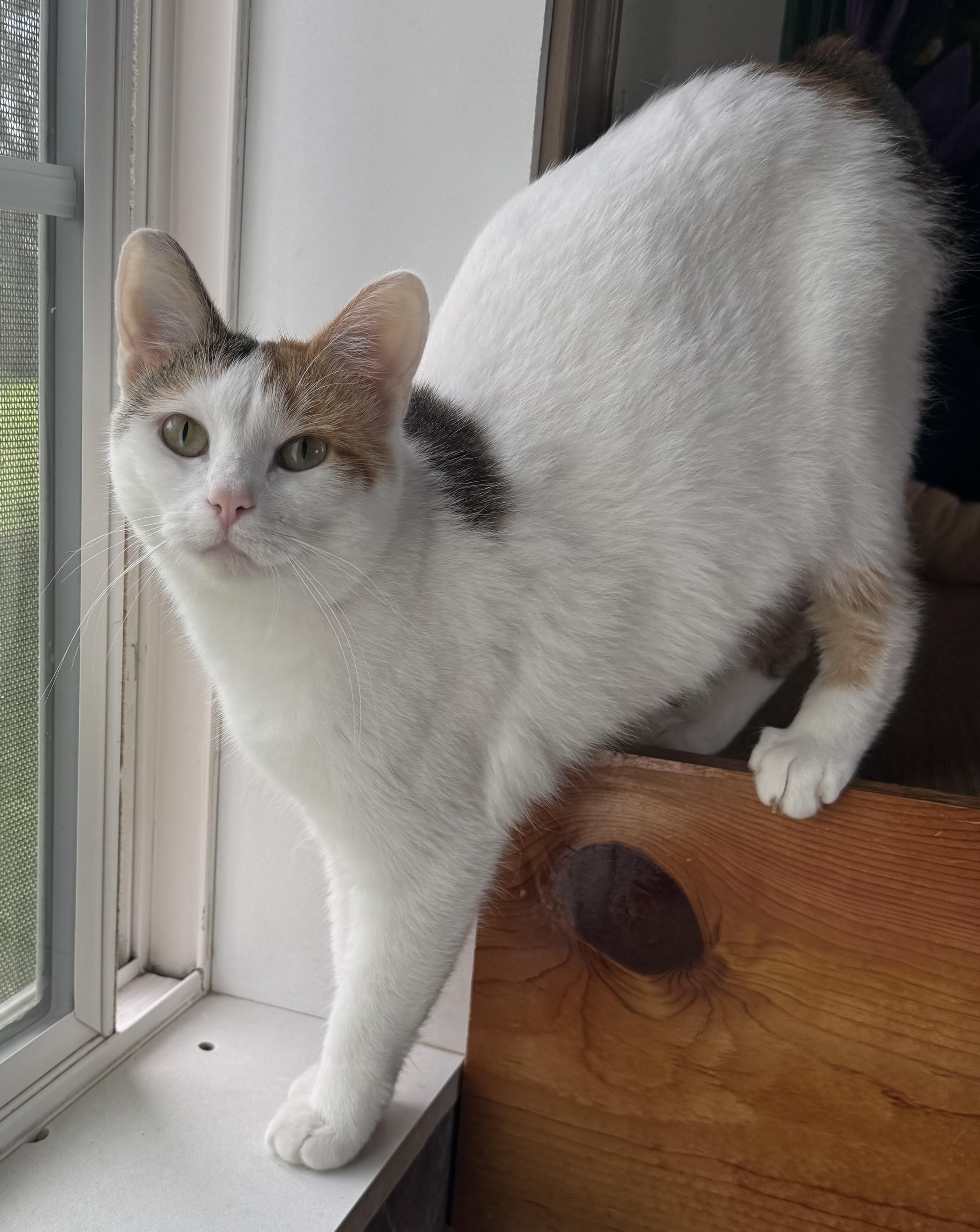 Darcy, Adoptable, Young Female Domestic Short Hair.