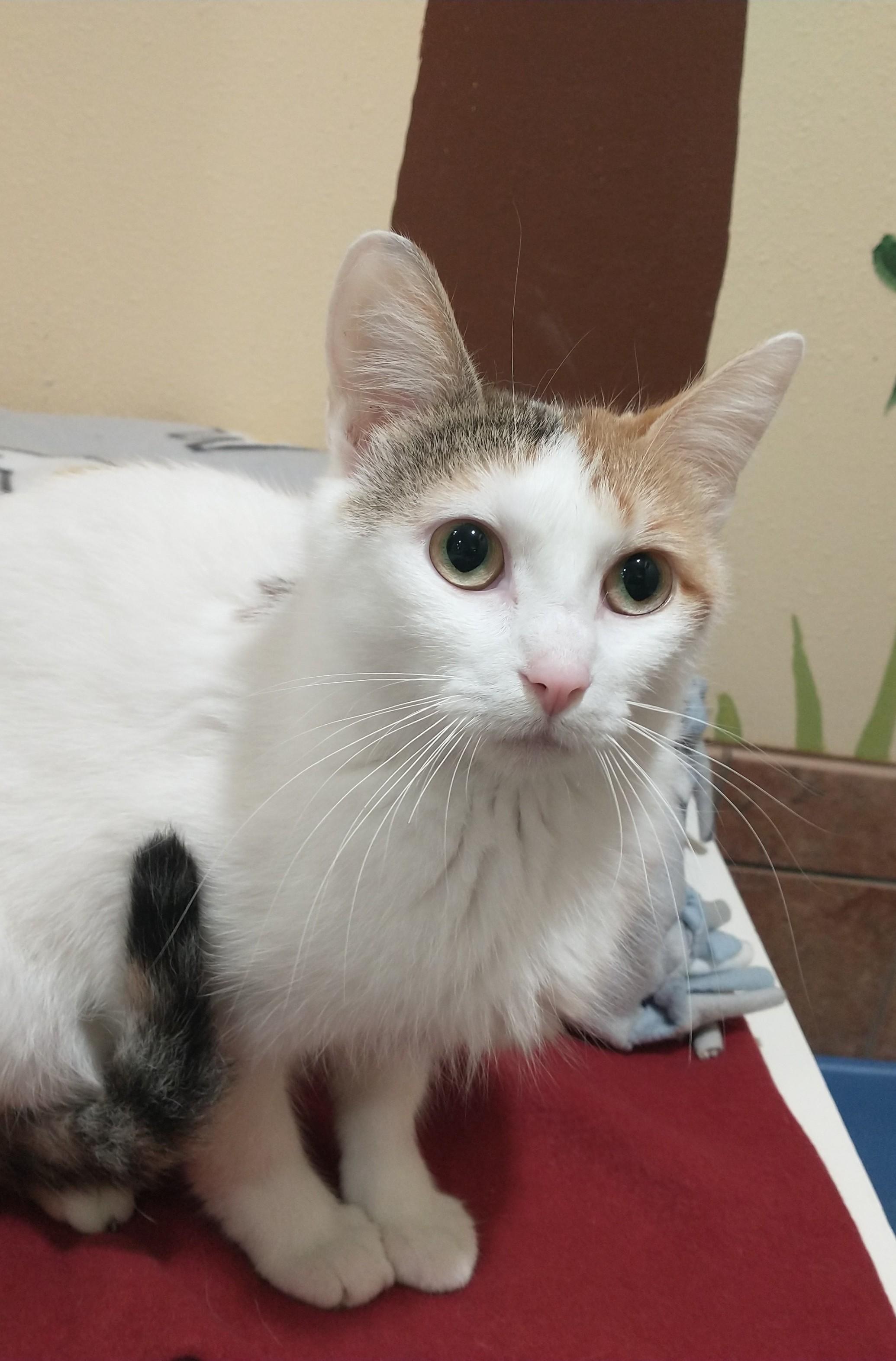 Darcy, adoptable, Young Female Domestic Short Hair.