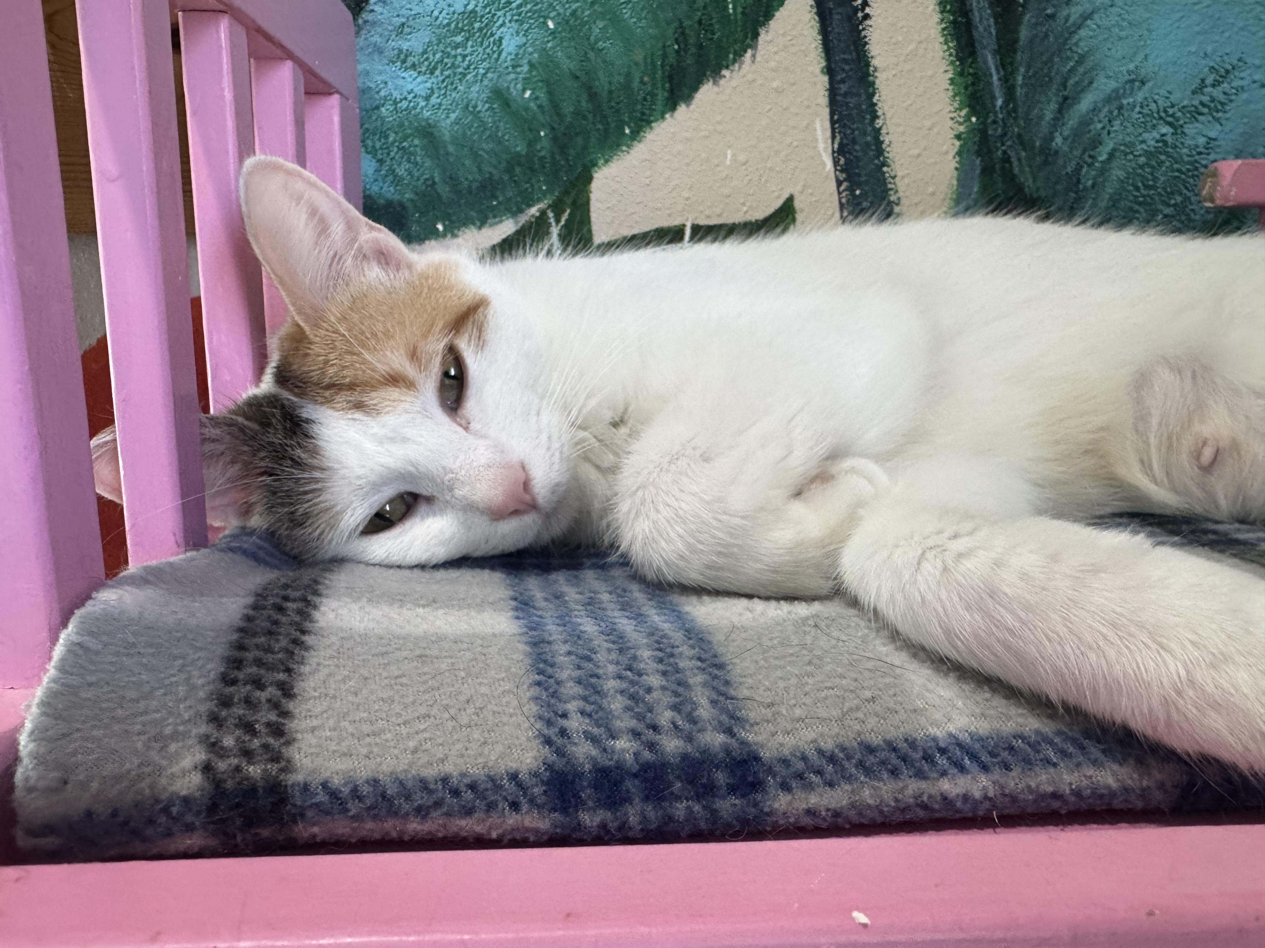 Enlarge Darcy, an adoptable Domestic Short Hair in Tomah, WI image 2/2