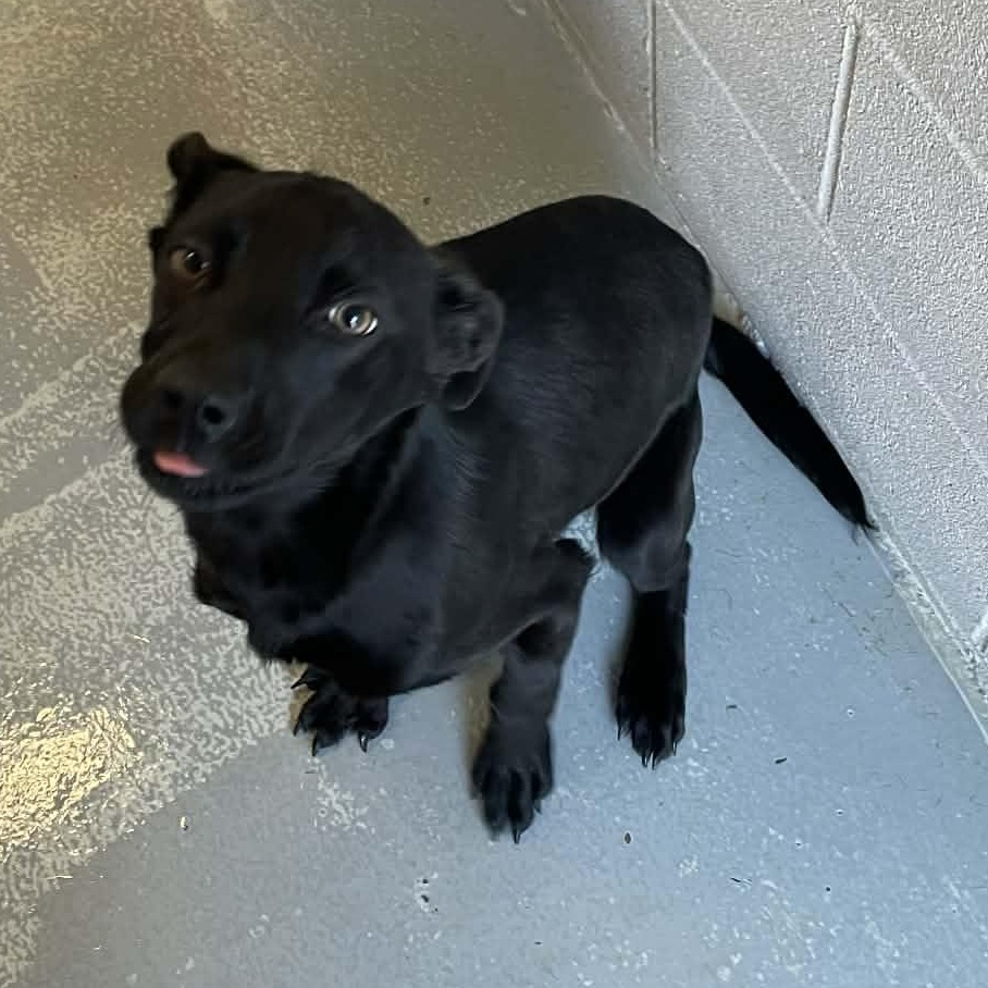 Ripley, ADOPTABLE, Young Female Pit Bull Terrier.