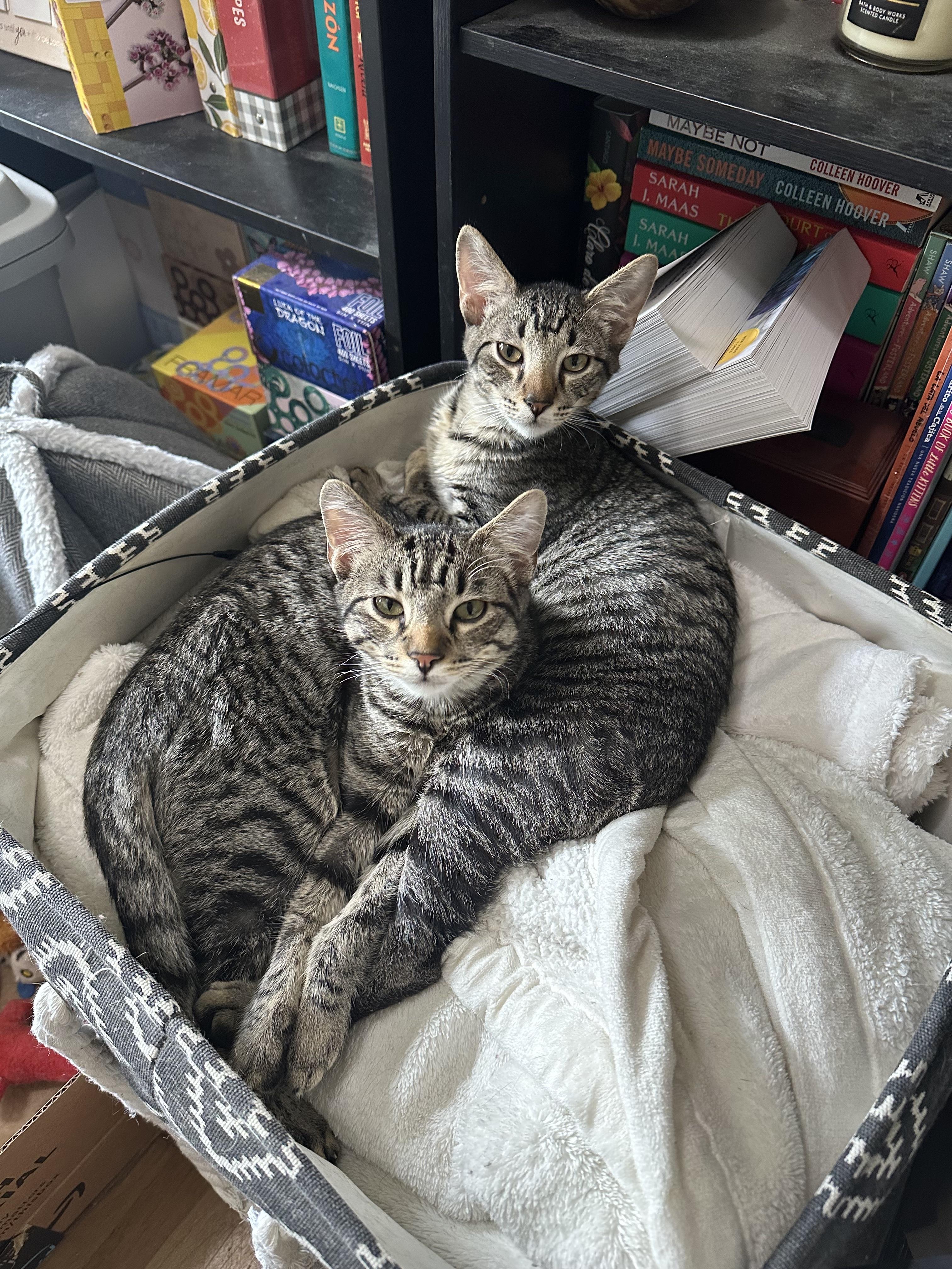 Gucci and Armani, adopted, Young Male Domestic Short Hair.