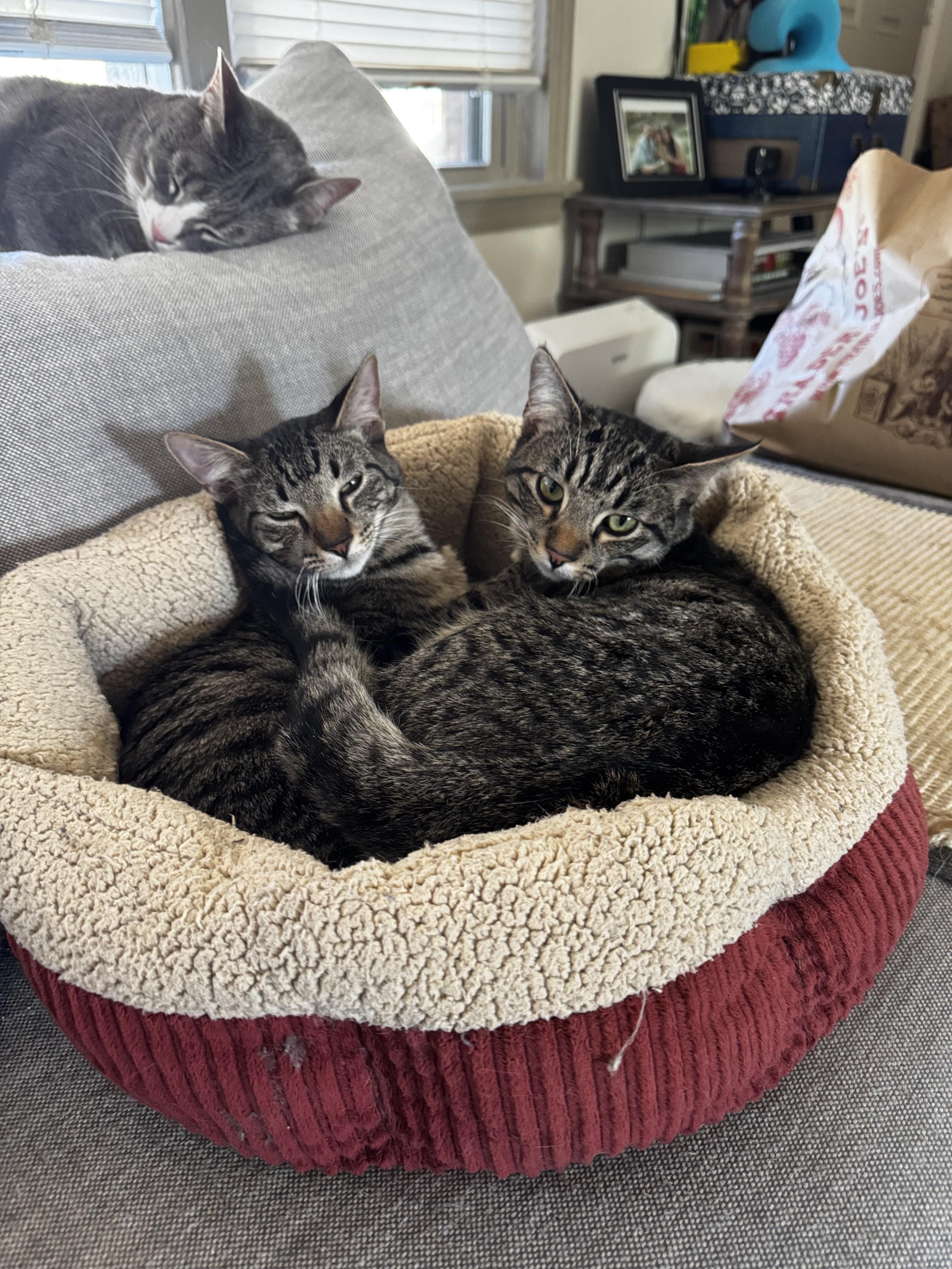 Enlarge Gucci and Armani, an adopted Domestic Short Hair in Guthrie, OK image 2/5