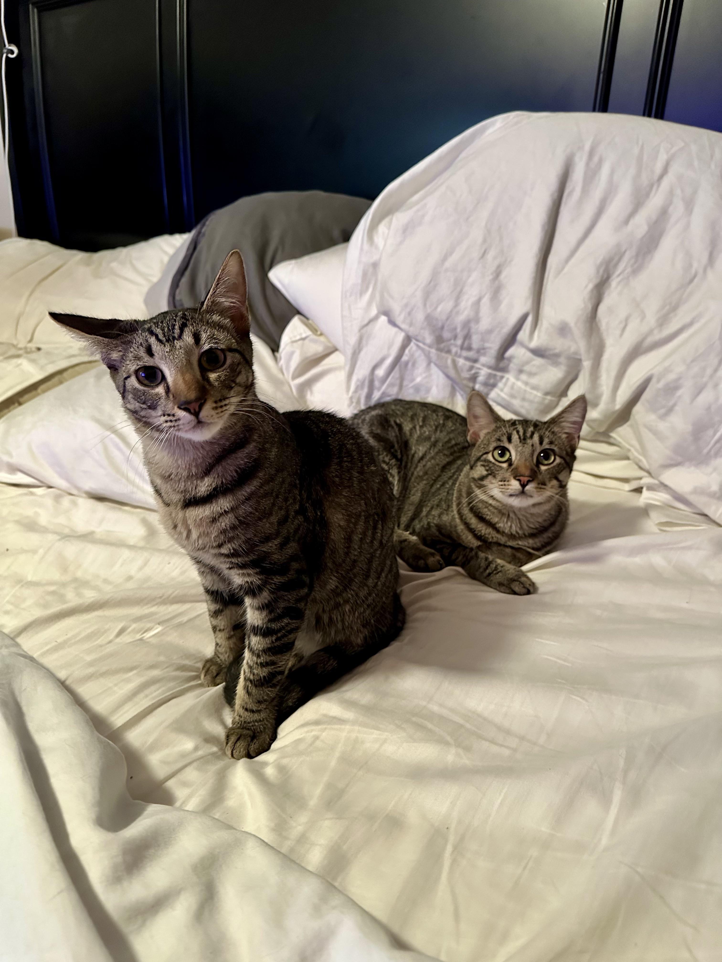 Enlarge Gucci and Armani, an adopted Domestic Short Hair in Guthrie, OK image 3/5