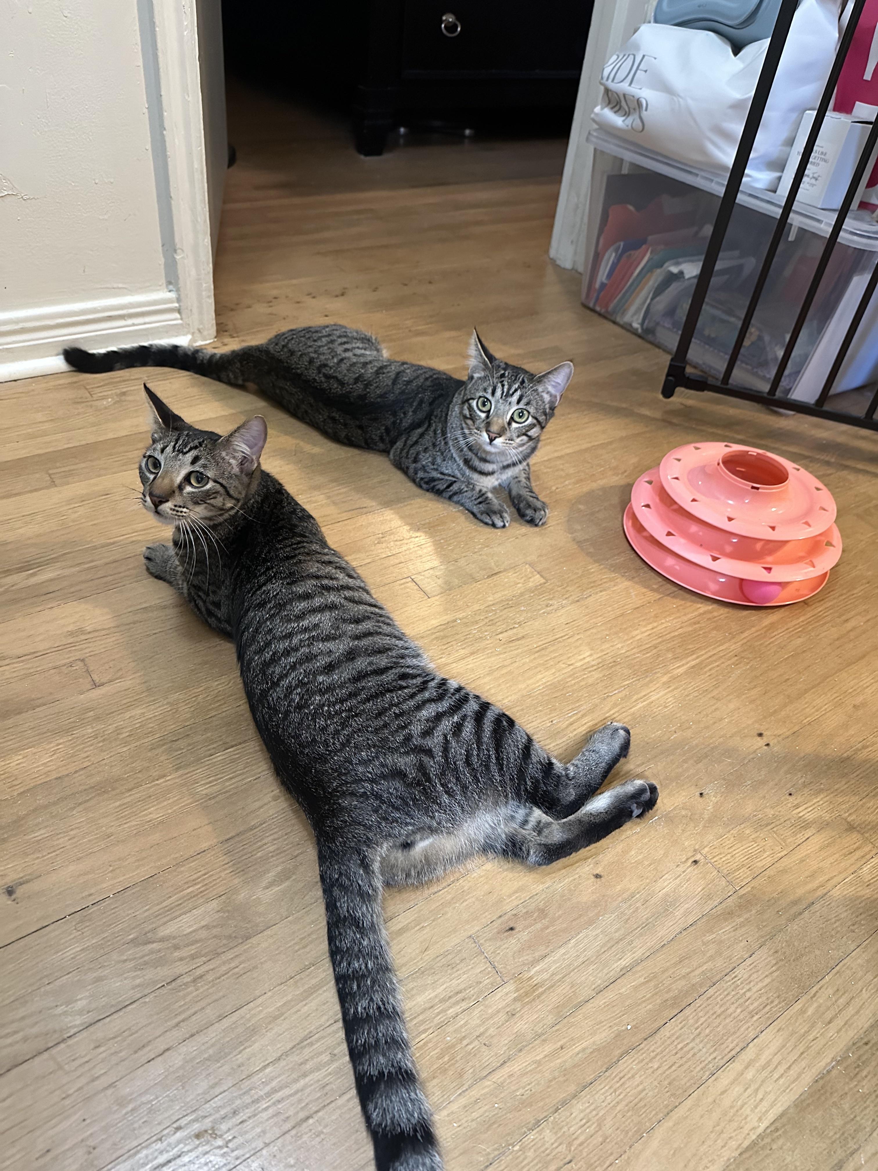 Enlarge Gucci and Armani, an adopted Domestic Short Hair in Guthrie, OK image 4/5