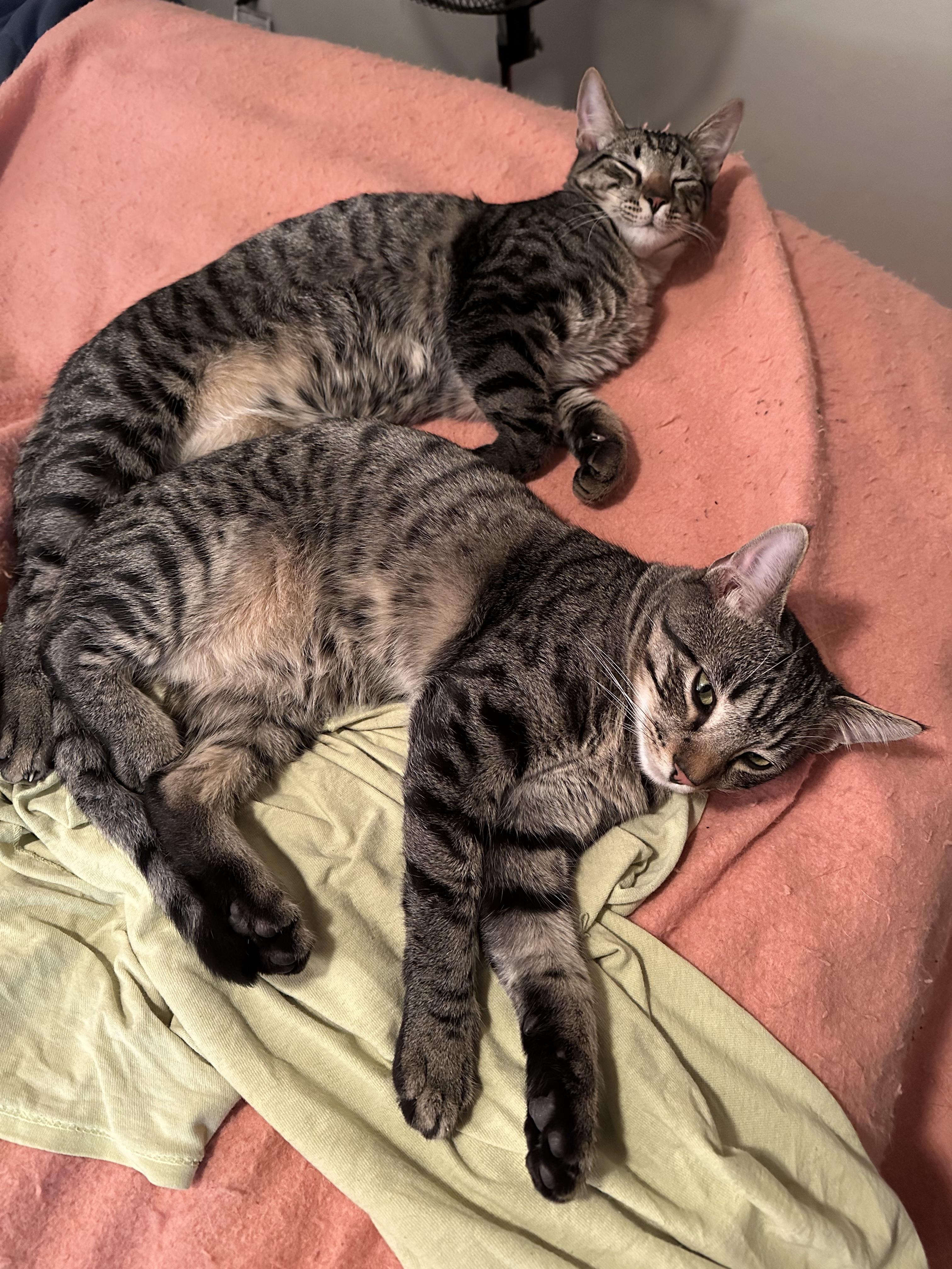 Enlarge Gucci and Armani, an adopted Domestic Short Hair in Guthrie, OK image 5/5