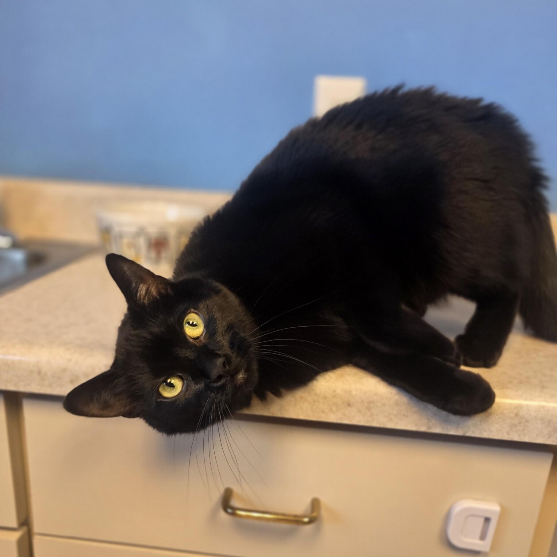 Enlarge Silhouette, a ADOPTABLE Domestic Short Hair in Brookings, SD image 3/3