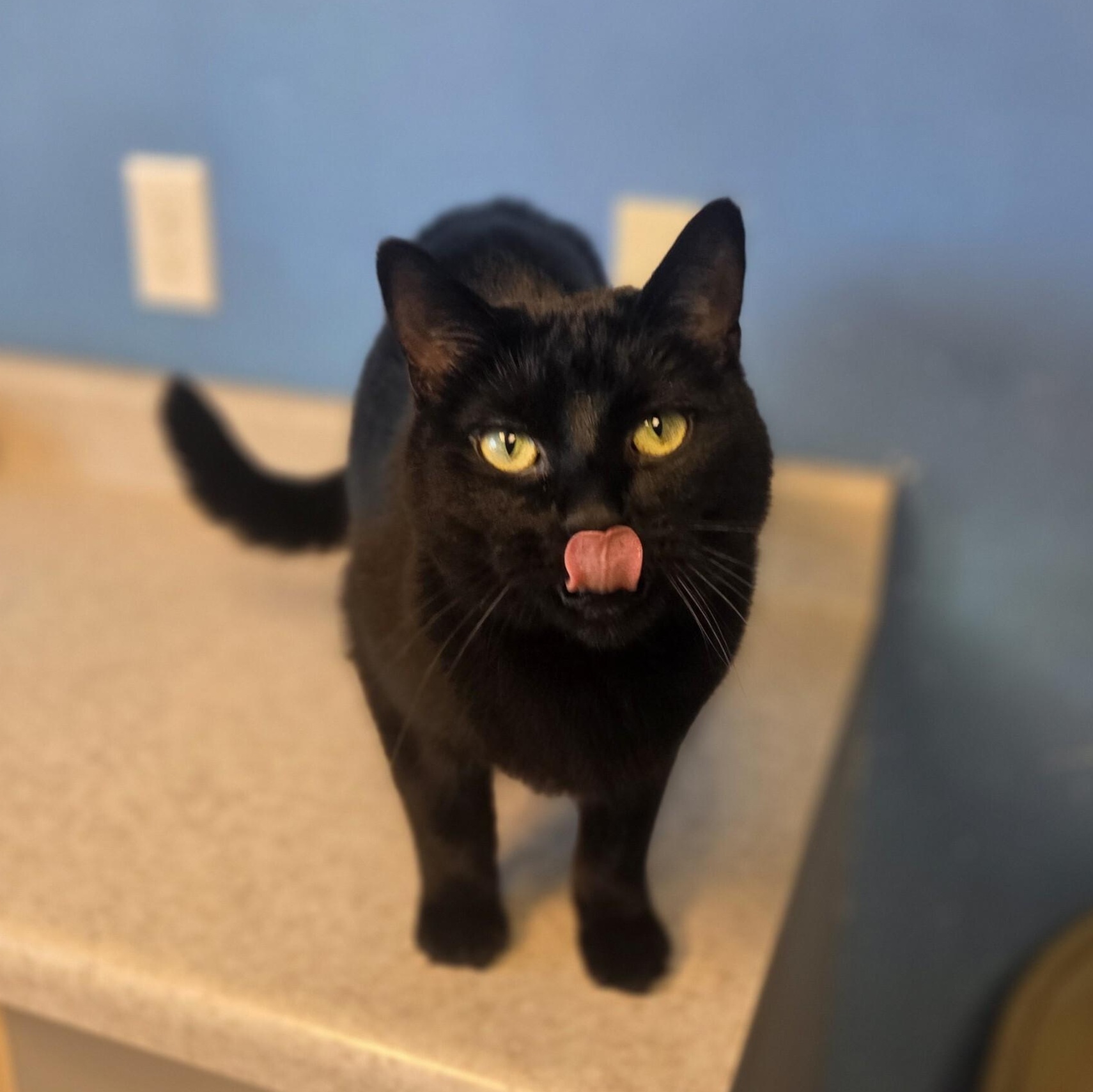 Enlarge Silhouette, a ADOPTABLE Domestic Short Hair in Brookings, SD image 2/3