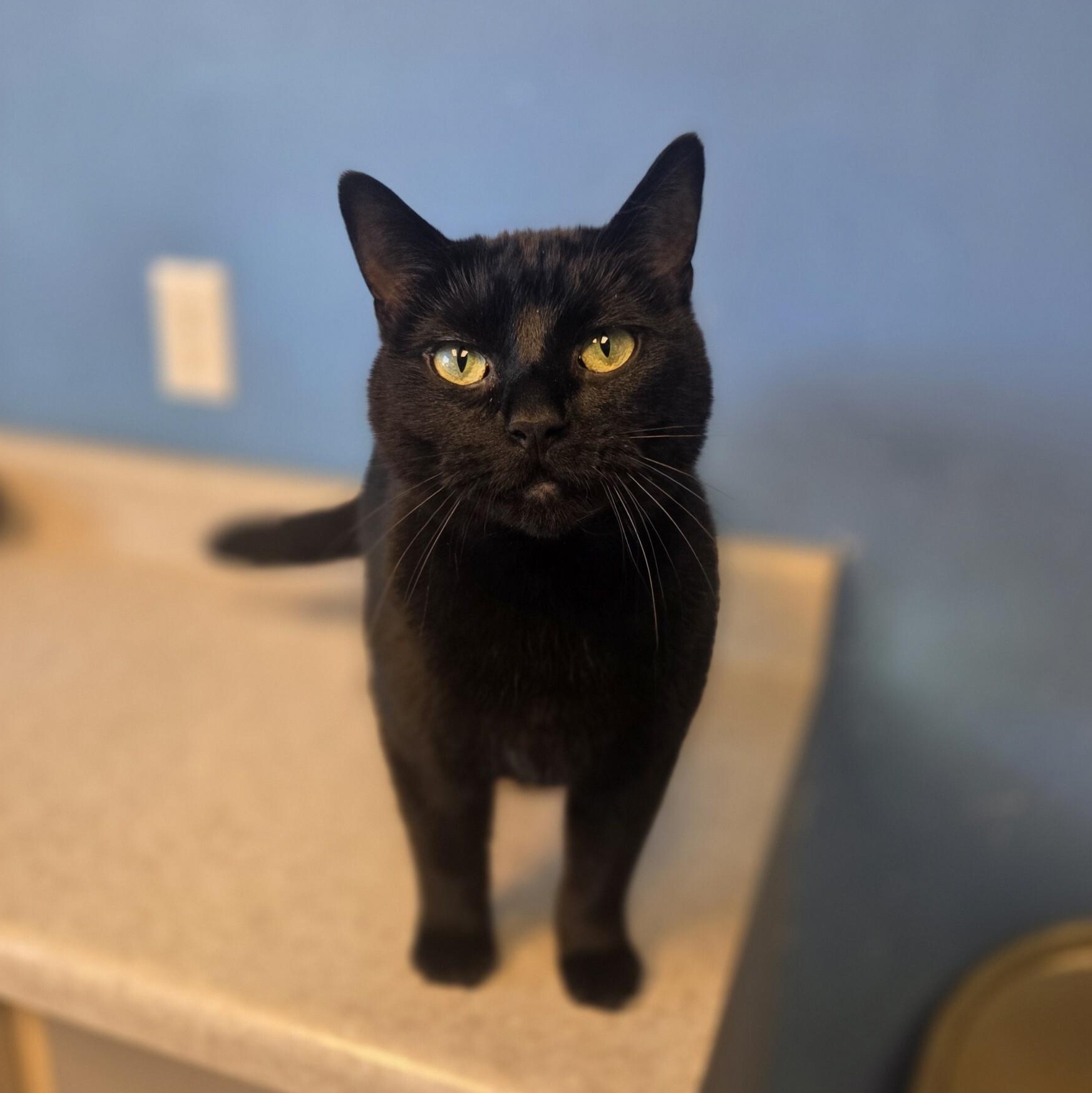 Silhouette, ADOPTABLE, Adult Female Domestic Short Hair.