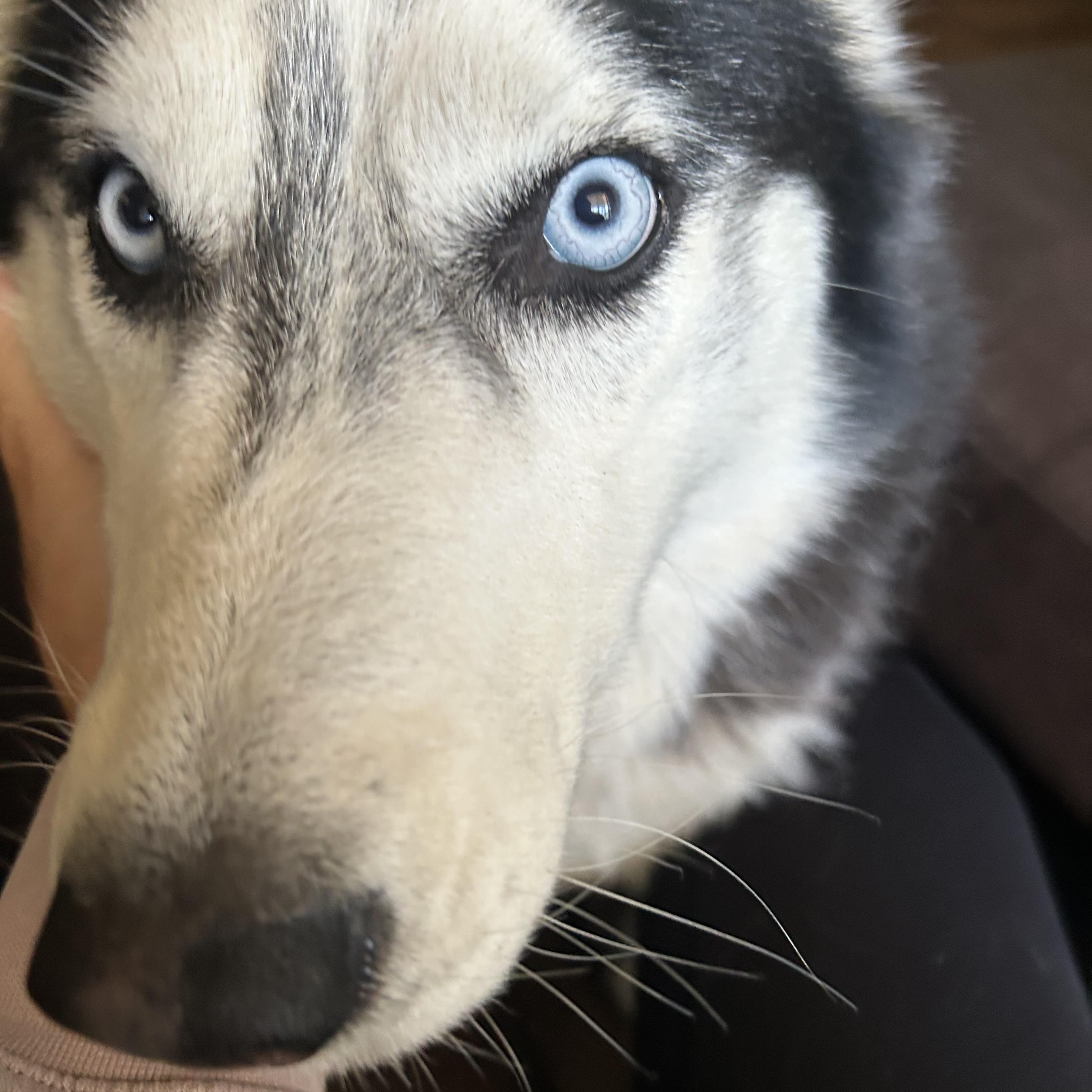 Luna, a ADOPTABLE Siberian Husky in Menifee, CA image 4/6