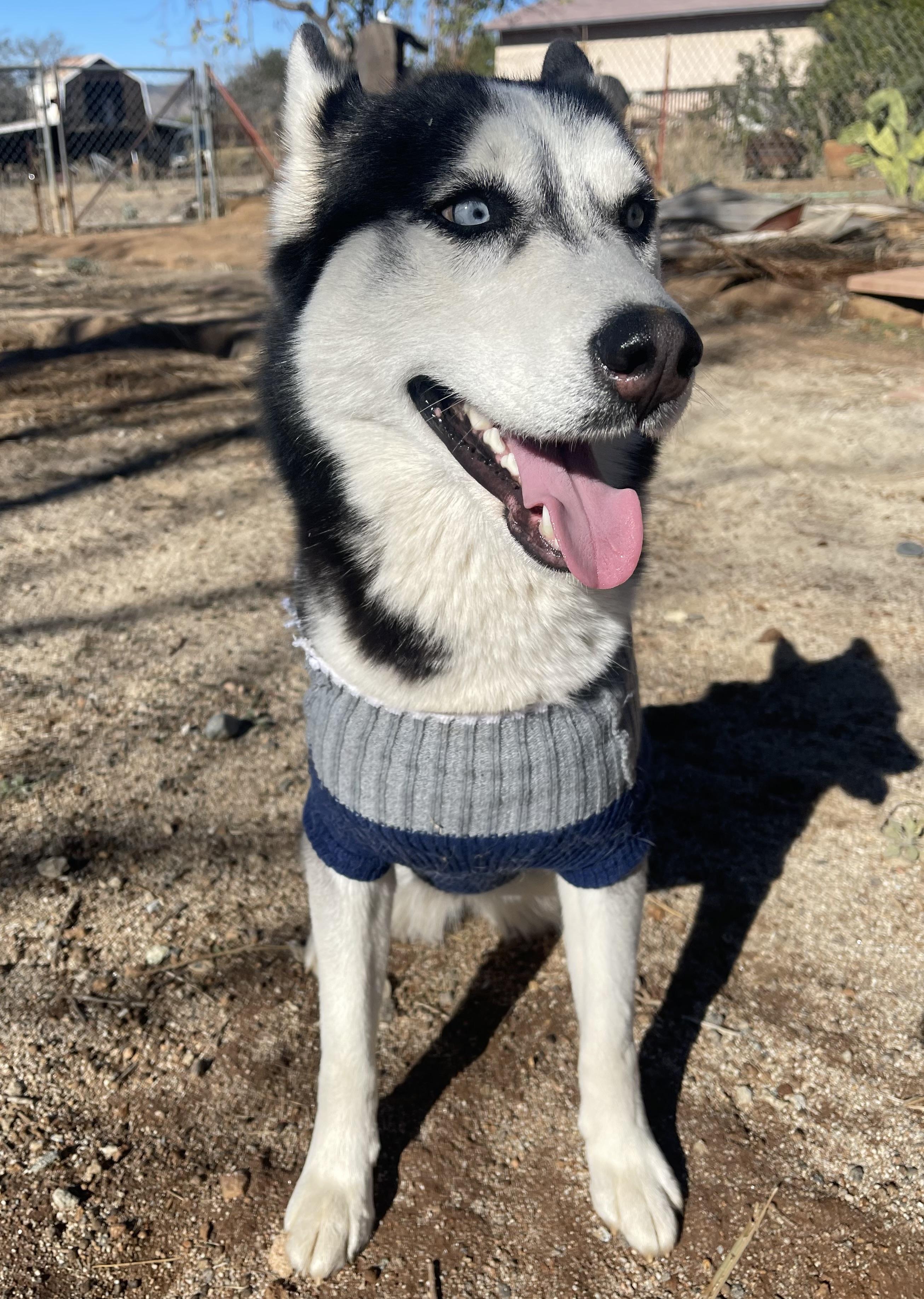 Luna, a ADOPTABLE Siberian Husky in Menifee, CA image 3/6