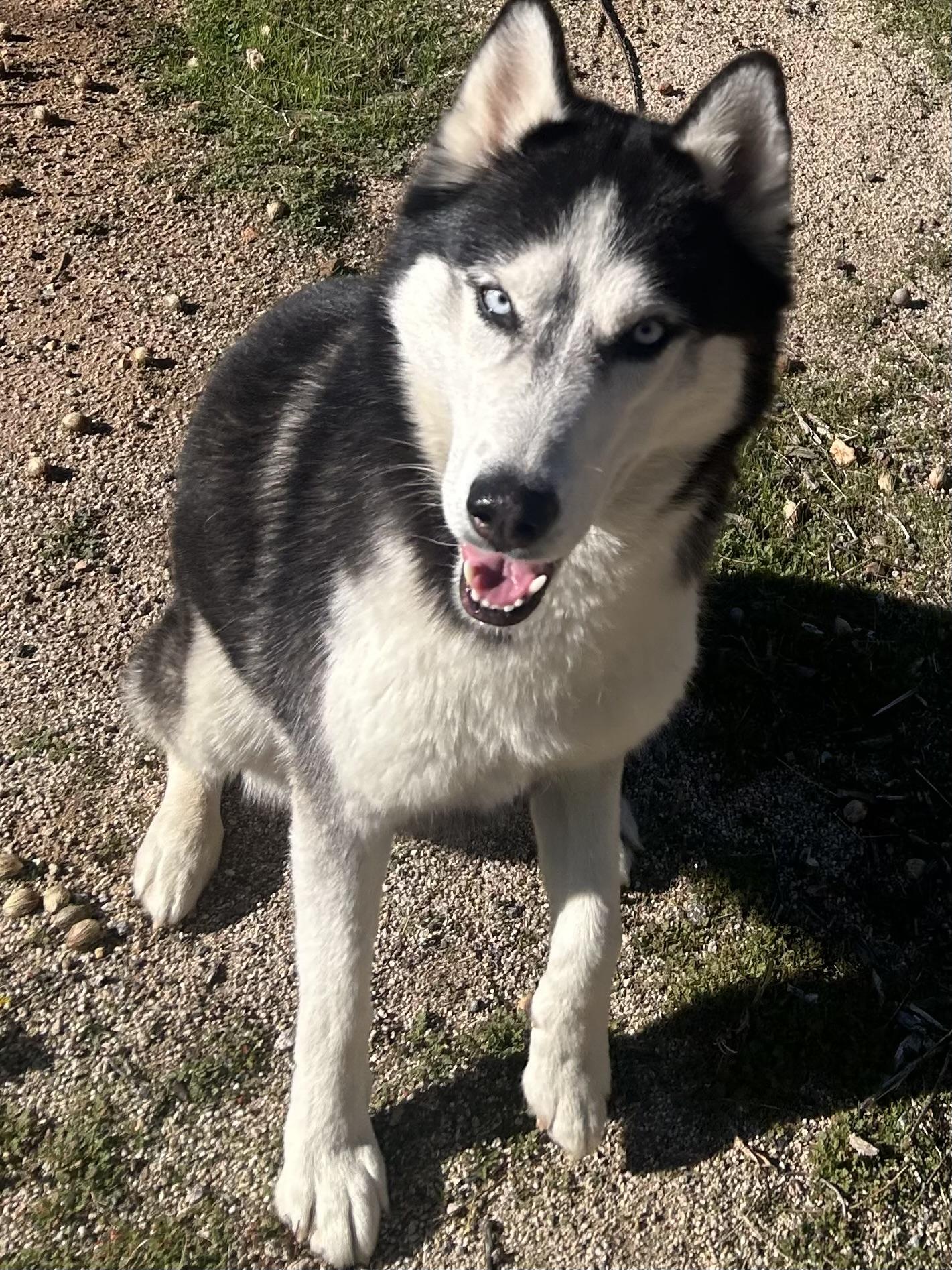 Luna, a ADOPTABLE Siberian Husky in Menifee, CA image 1/6