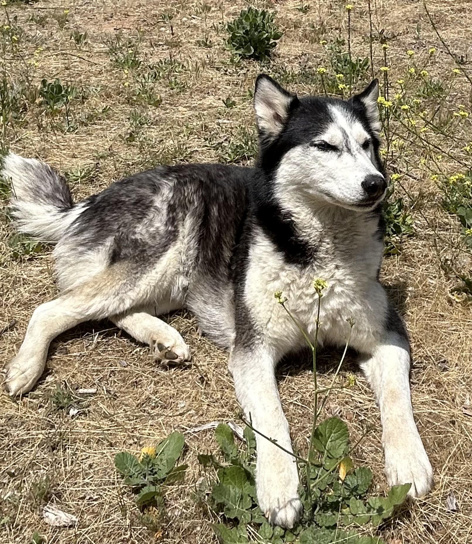 Luna, a ADOPTABLE Siberian Husky in Menifee, CA image 2/6