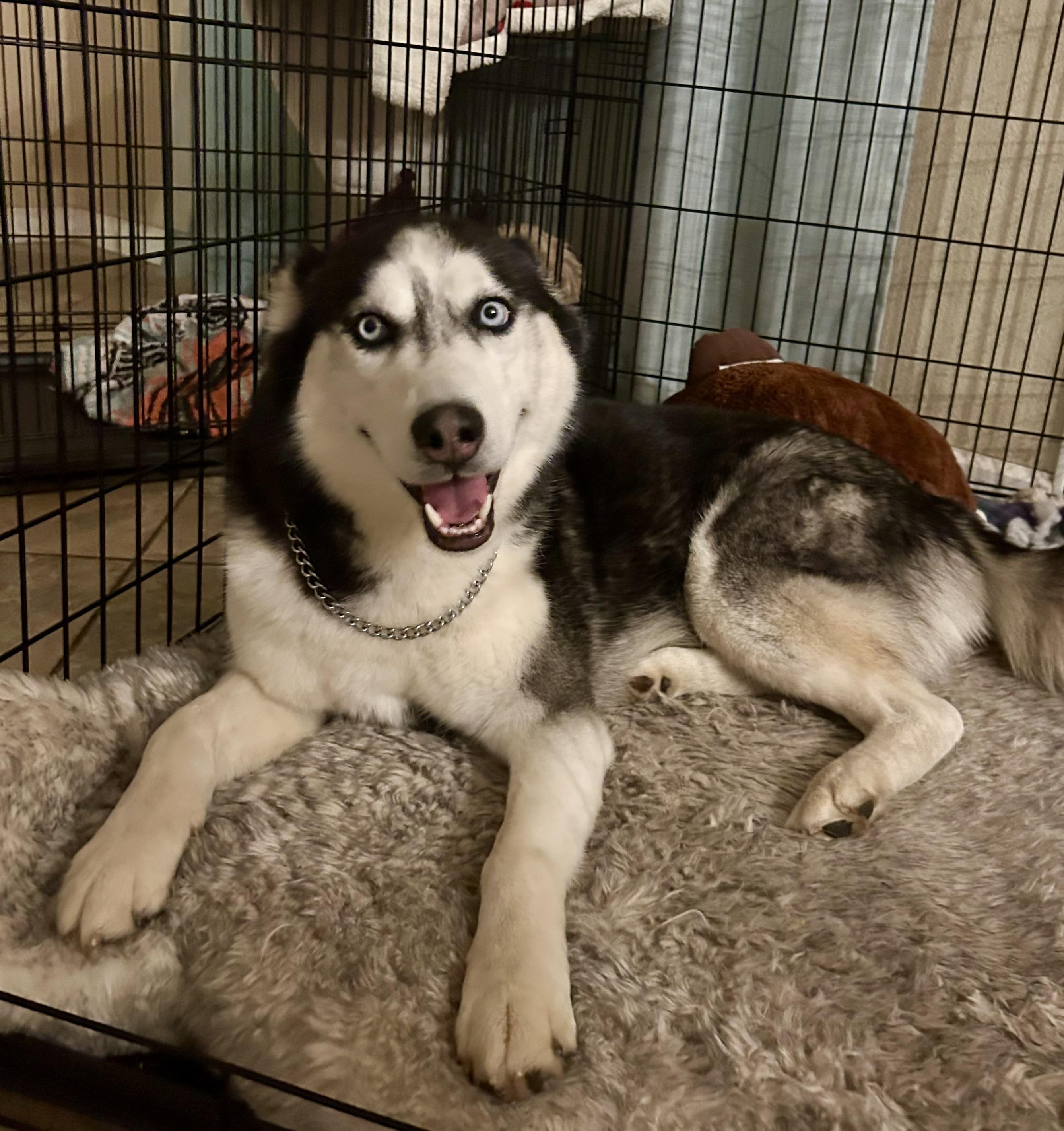 Luna, a ADOPTABLE Siberian Husky in Menifee, CA image 5/6