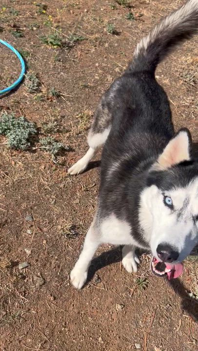 Enlarge Luna, a ADOPTABLE Siberian Husky in Menifee, CA video 6/6