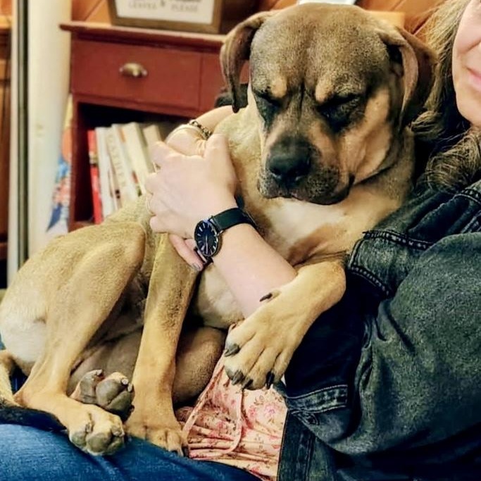 Sonny! Sweet cuddle bug! , a ADOPTABLE mixed breed in Milford , NH image 4/6