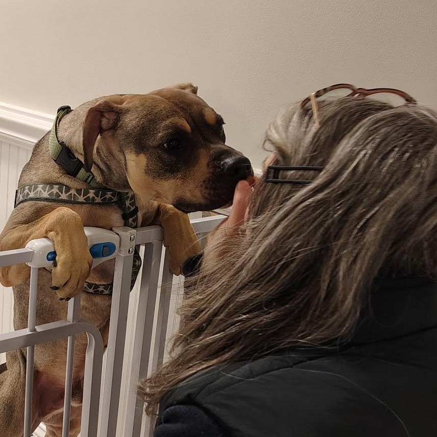 Sonny! Sweet cuddle bug! , a ADOPTABLE mixed breed in Milford , NH image 3/6