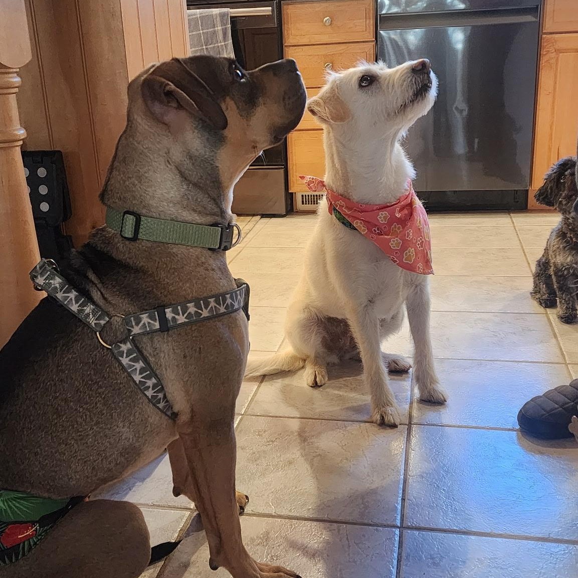 Sonny! Sweet cuddle bug! , a ADOPTABLE mixed breed in Milford , NH image 2/6