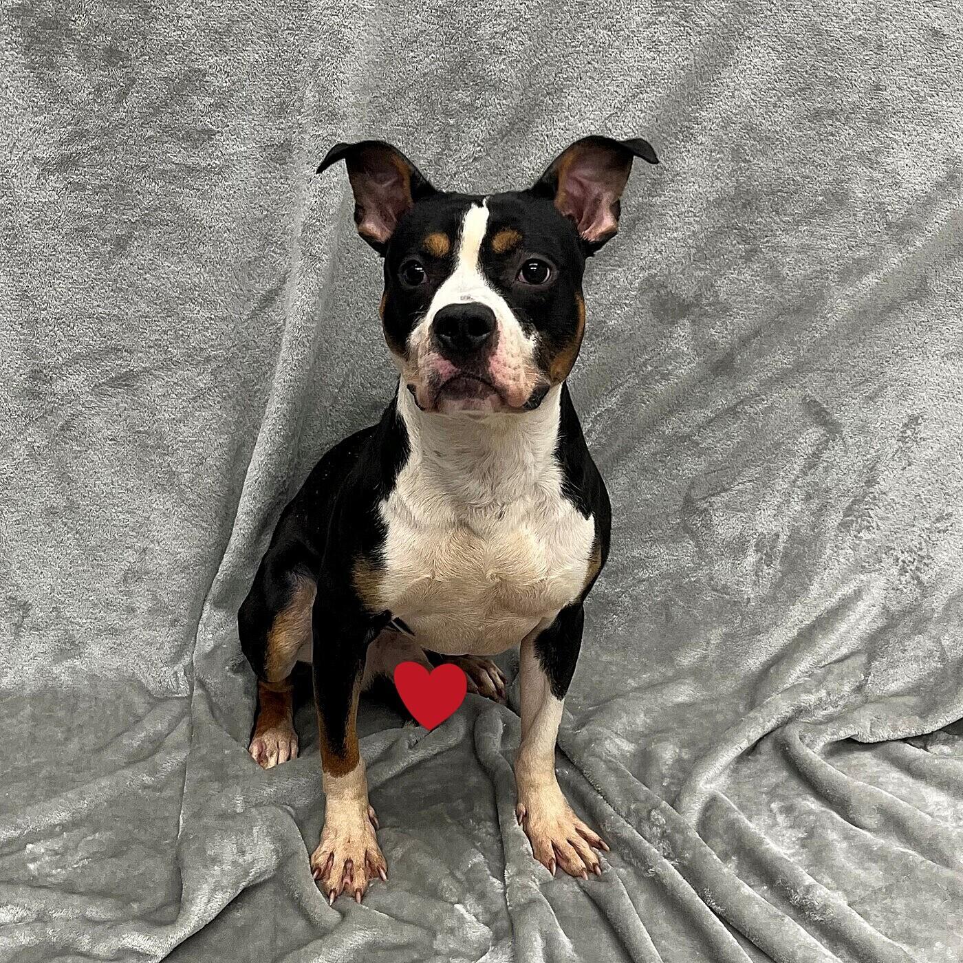 Enlarge Hunter, a Adoptable mixed breed in Pleasantville, NJ image 1/1