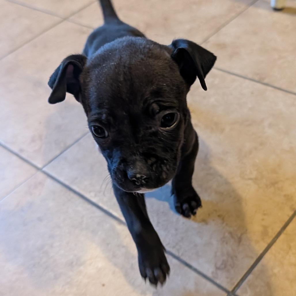 32 (2026), a Adoptable mixed breed in Parker, CO image 1/6