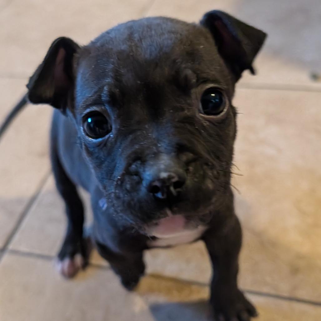 32 (2026), a Adoptable mixed breed in Parker, CO image 2/6