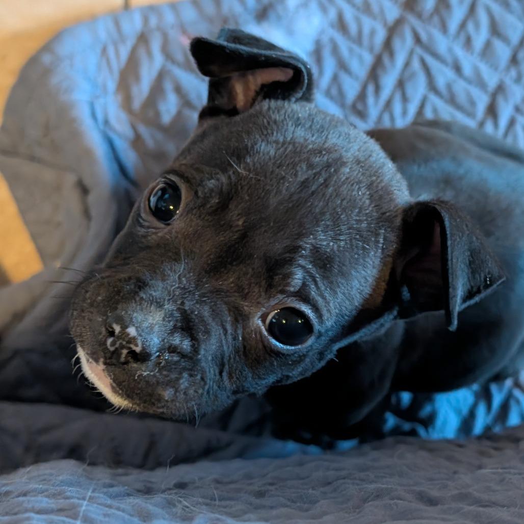 32 (2026), a Adoptable mixed breed in Parker, CO image 4/6