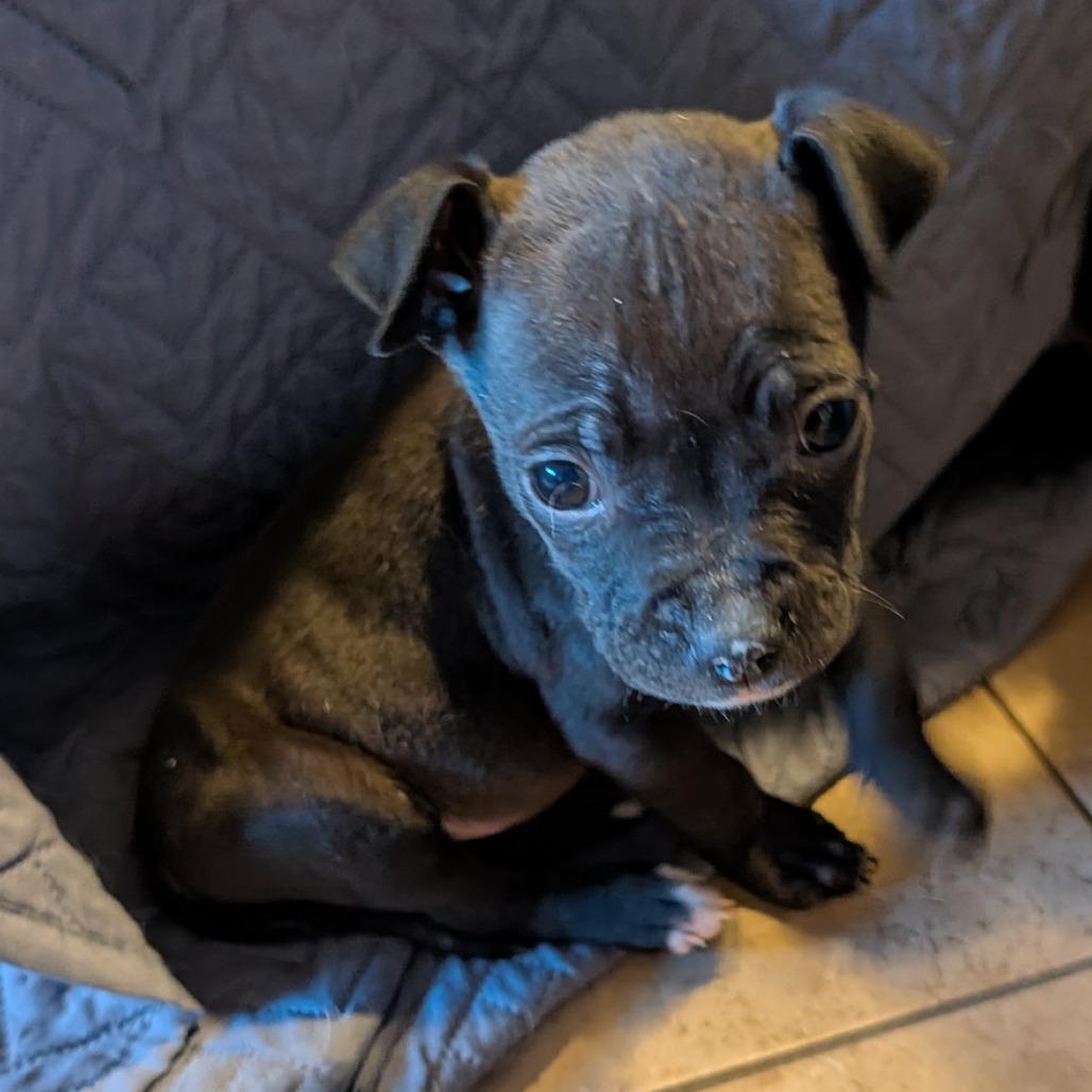 32 (2026), a Adoptable mixed breed in Parker, CO image 5/6