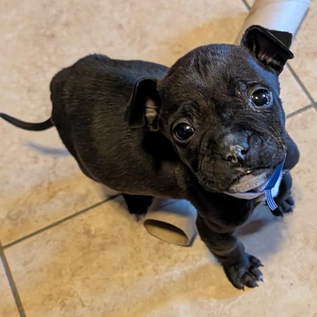 32 (2026), a Adoptable mixed breed in Parker, CO image 6/6