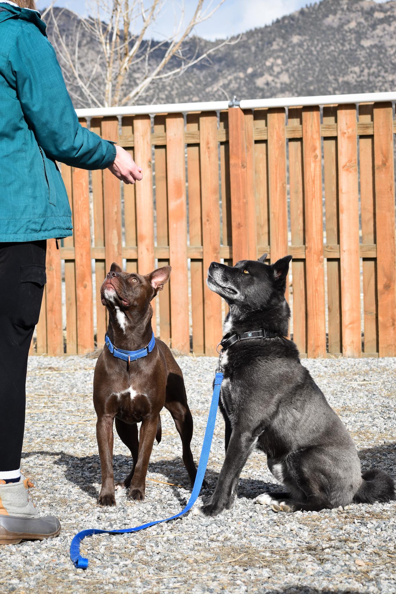 Indie, a Adoptable mixed breed in Buena Vista, CO image 5/6