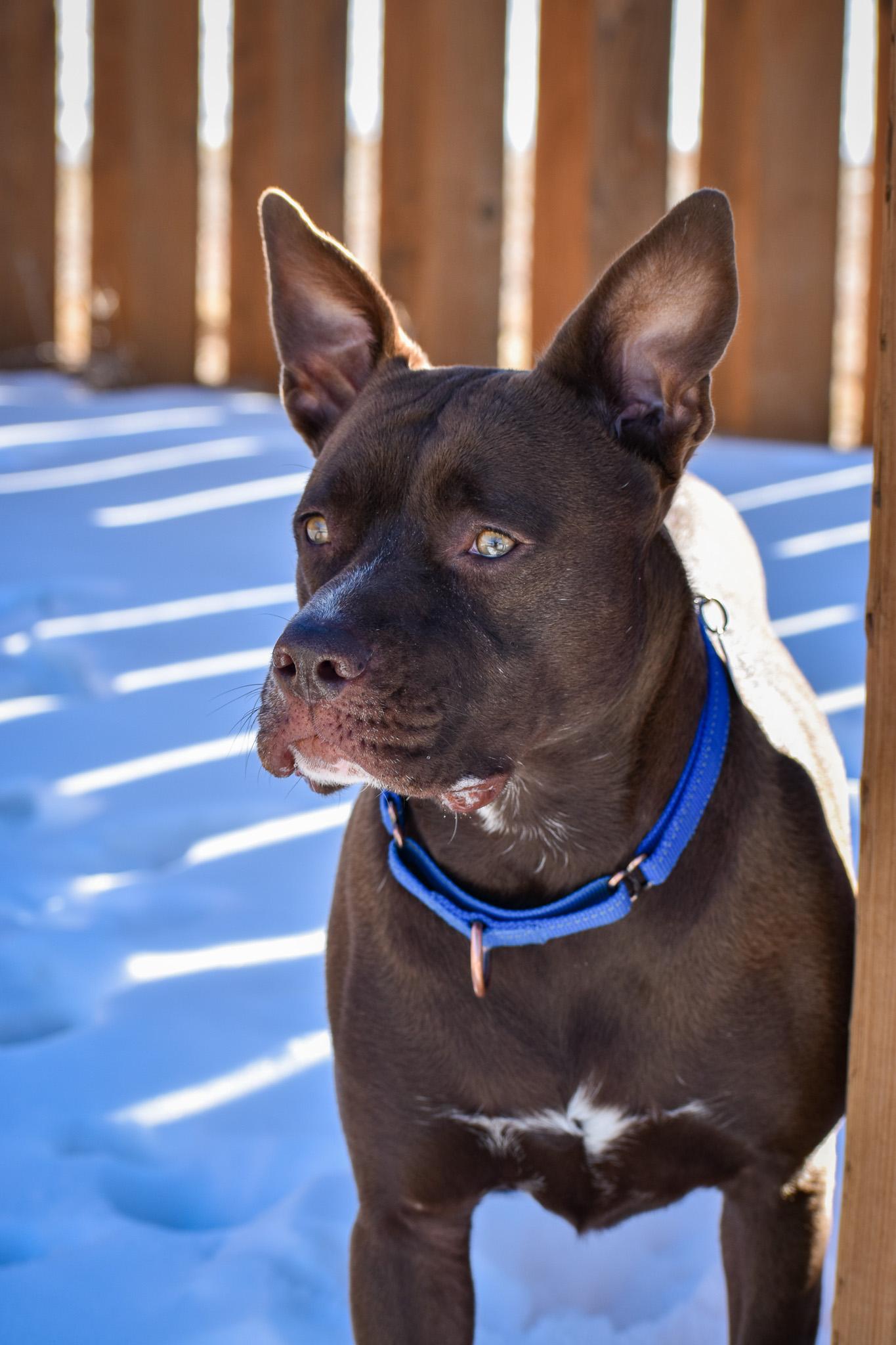 Indie, a Adoptable mixed breed in Buena Vista, CO image 3/6