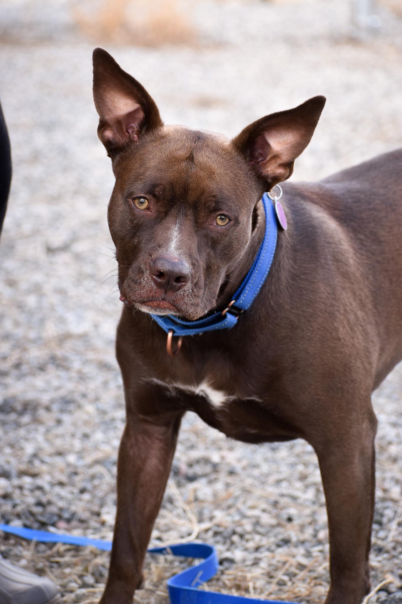Indie, a Adoptable mixed breed in Buena Vista, CO image 1/6